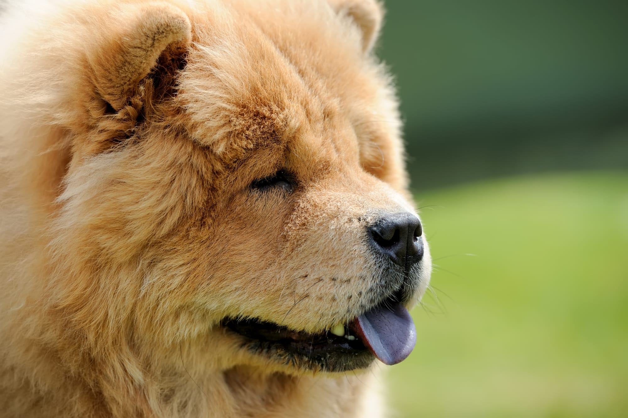 Can Chow Chows Eat Chicken
