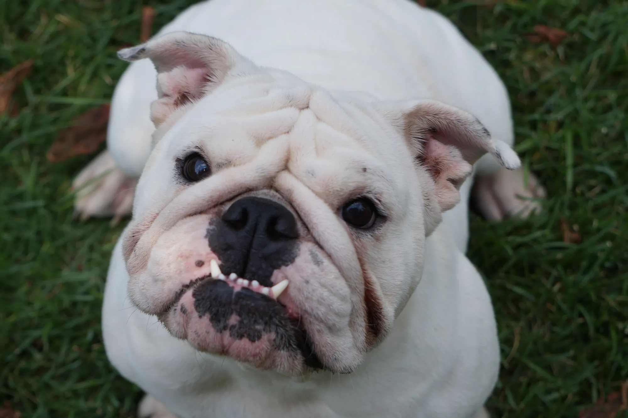 English Bulldog Teeth