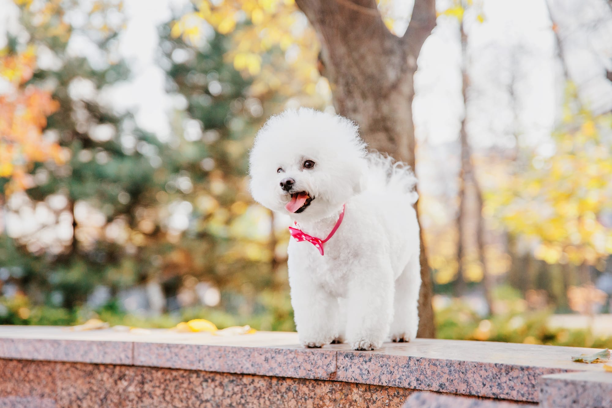 Can Bichon Frise Be Left Alone
