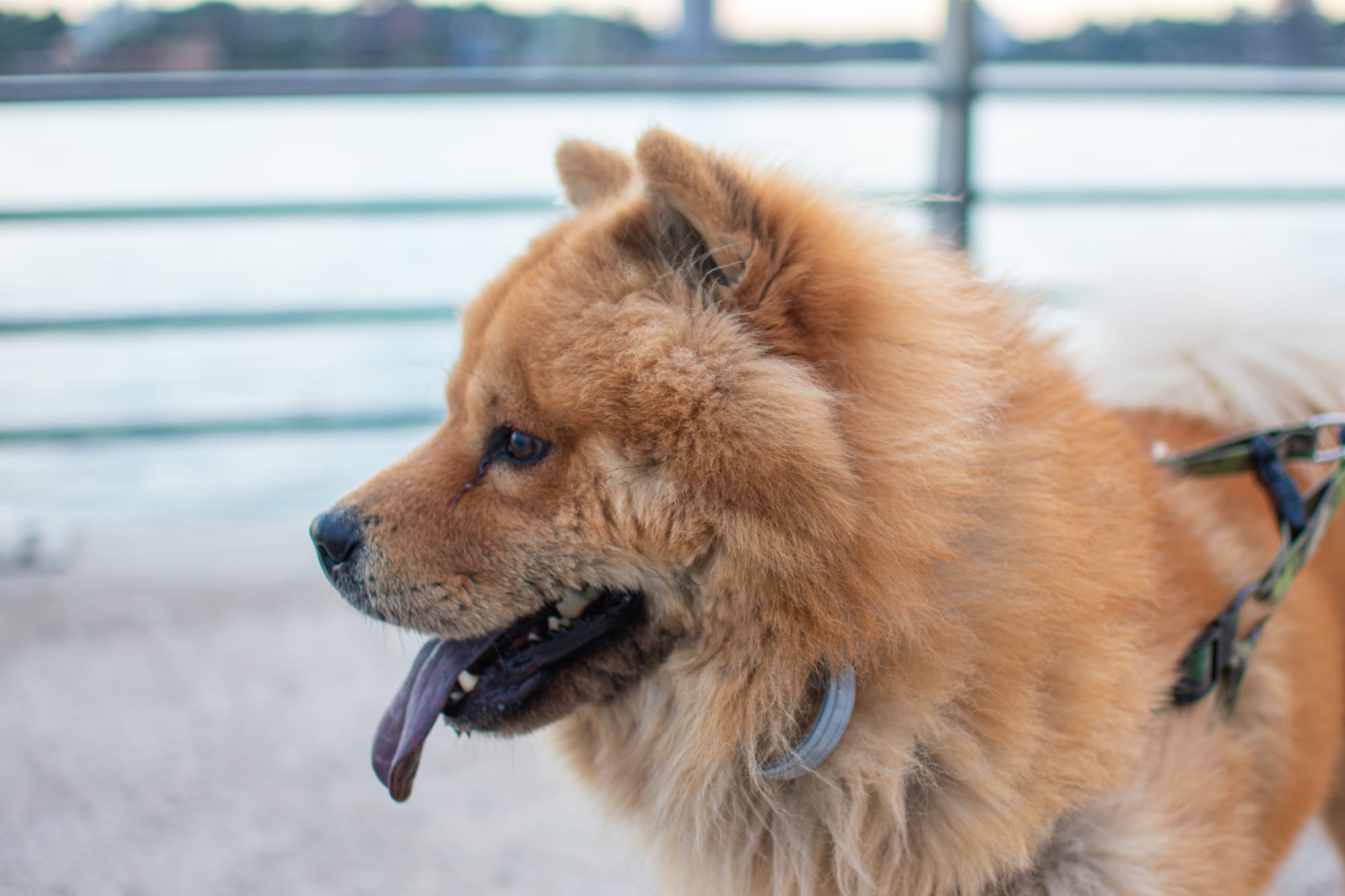 Are Chow Chow Hypoallergenic
