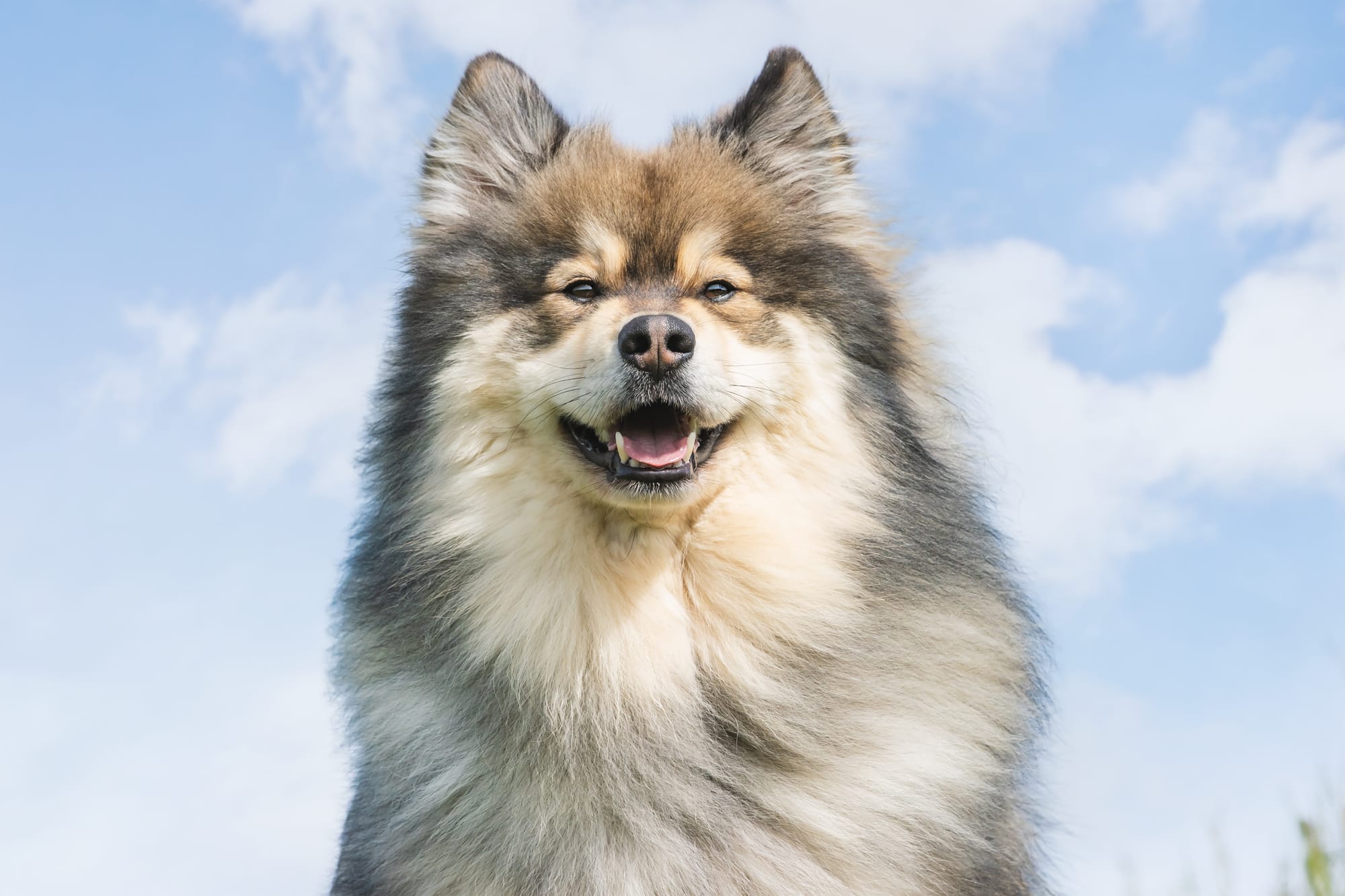 Can Pomskies Live in Hot Weather