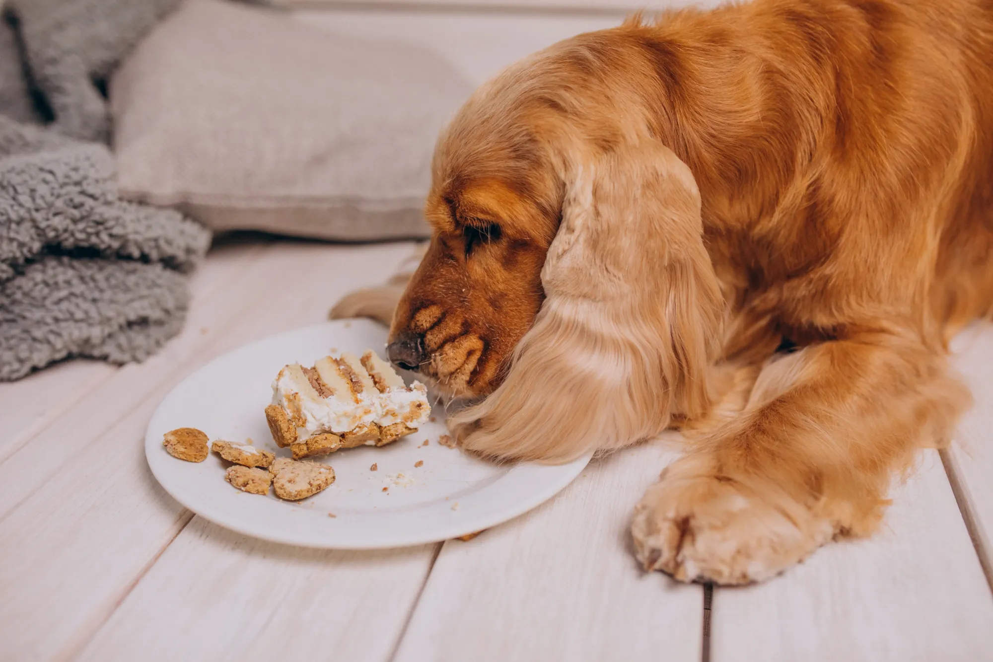 Soft Foods for Senior Dogs