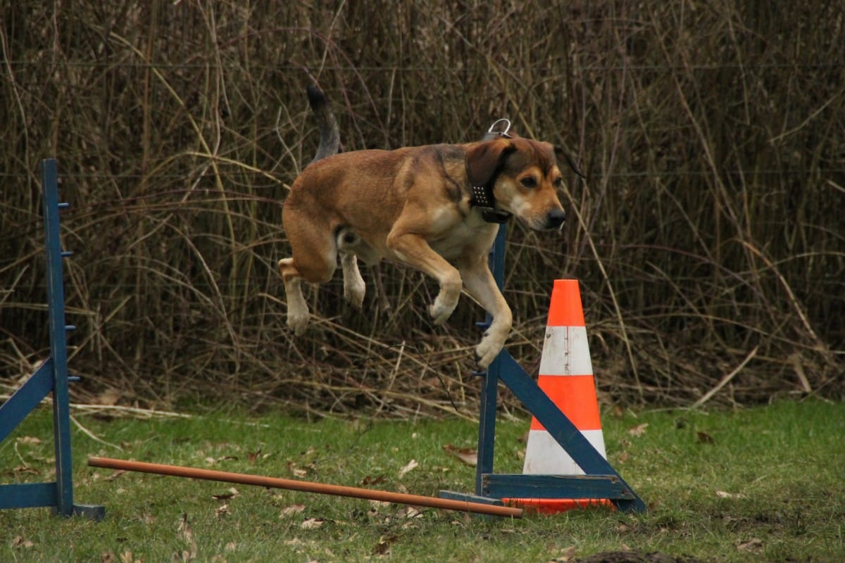 Dog Confidence Building Exercises