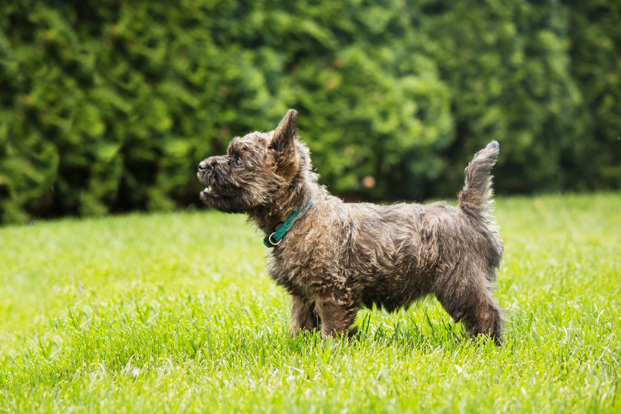 Do Cairn Terriers Shed