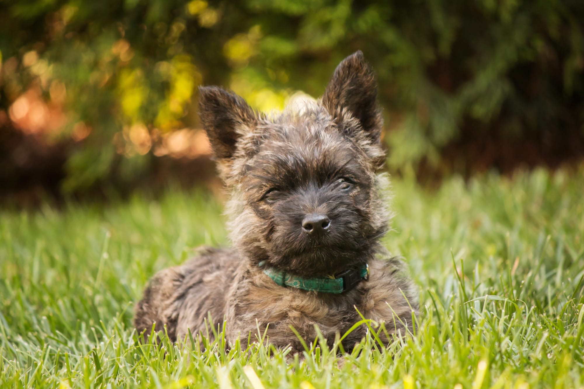 What Are Cairn Terriers Used For?