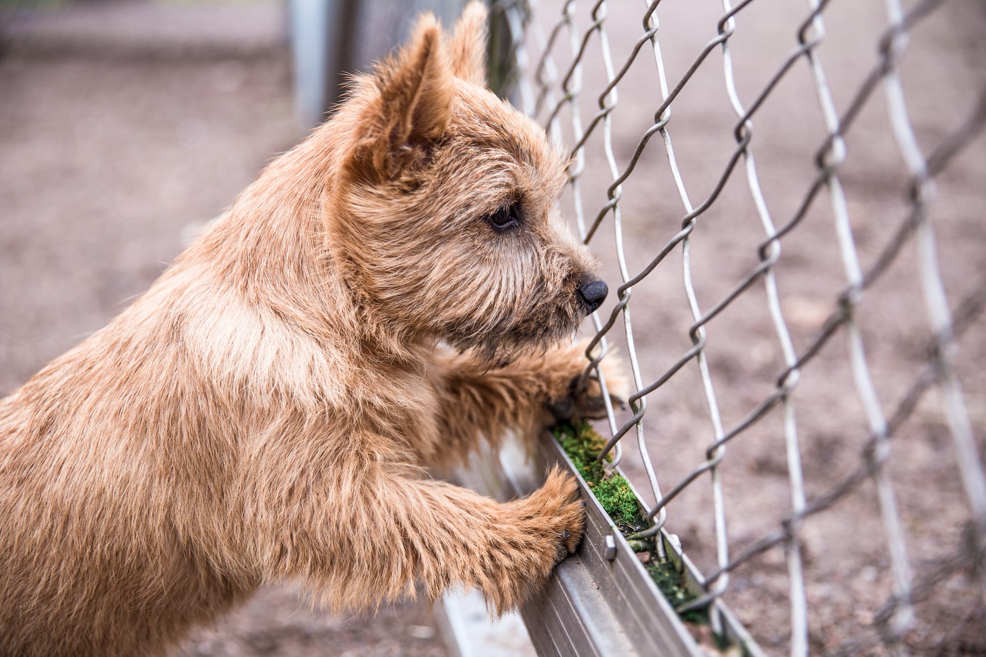 How Much Are Cairn Terrier Puppies