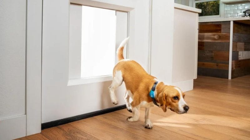 Best Dog doors