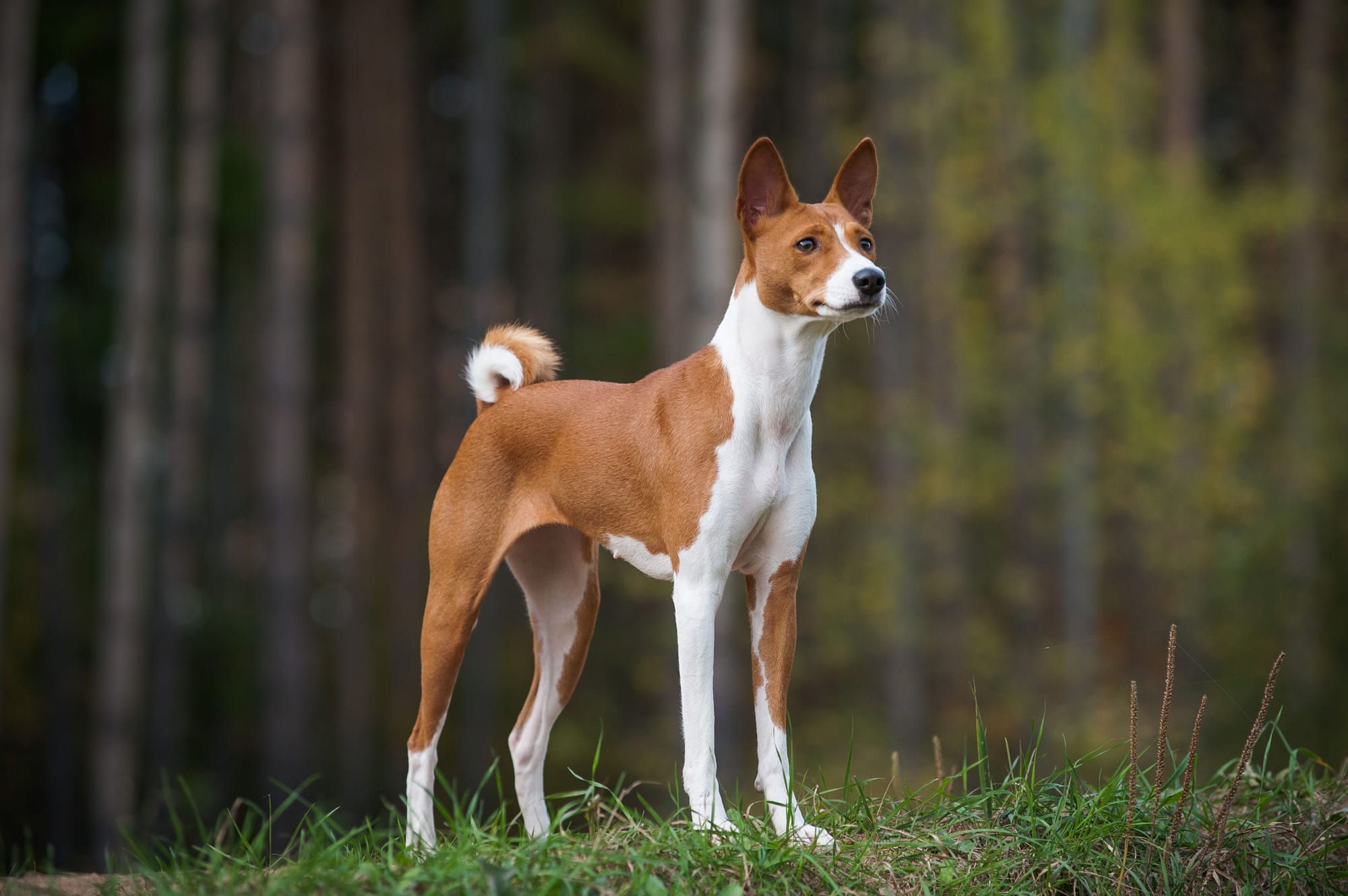 Can Basenji Be Left Alone?