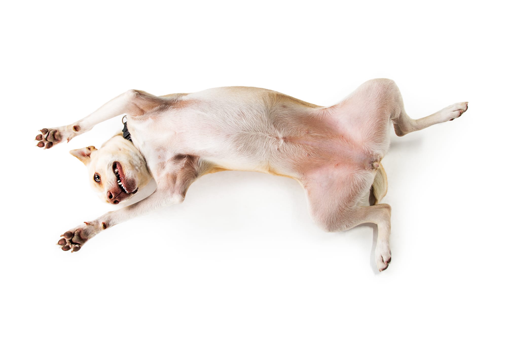 Why Do Dogs Show Their Belly