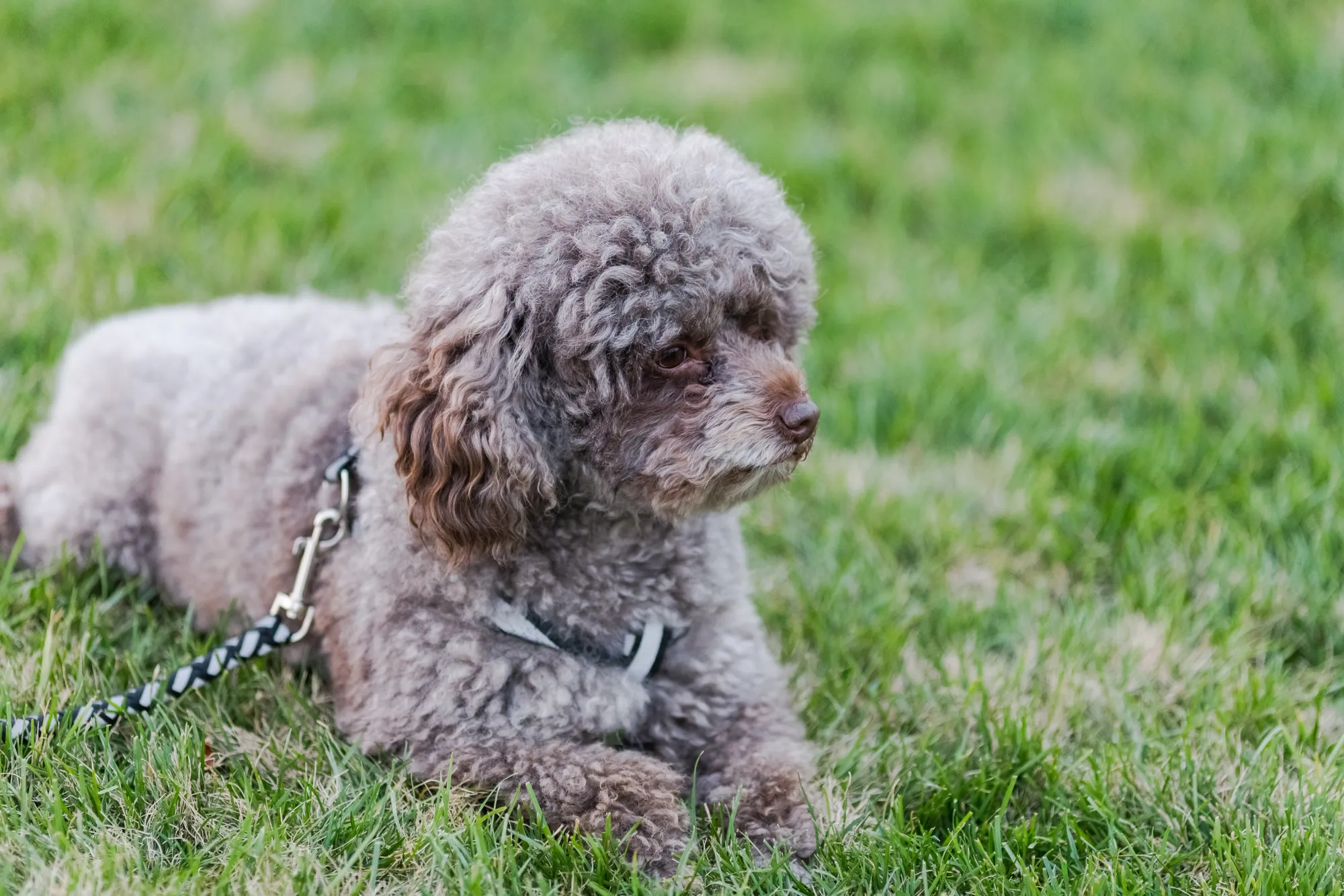 How Much Does a Miniature Poodle Weigh