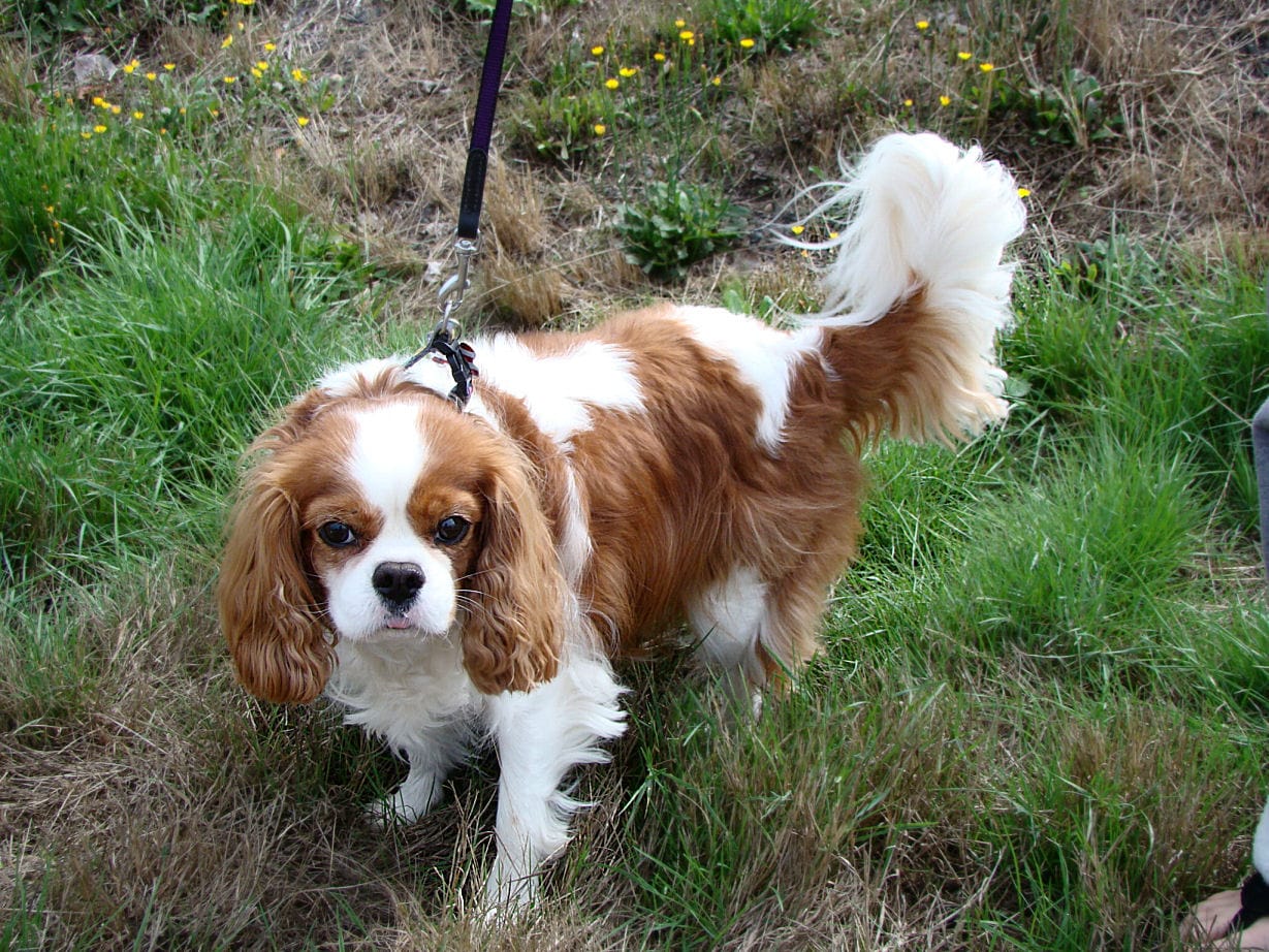 How Much Does a Cavalier King Charles Spaniel Cost