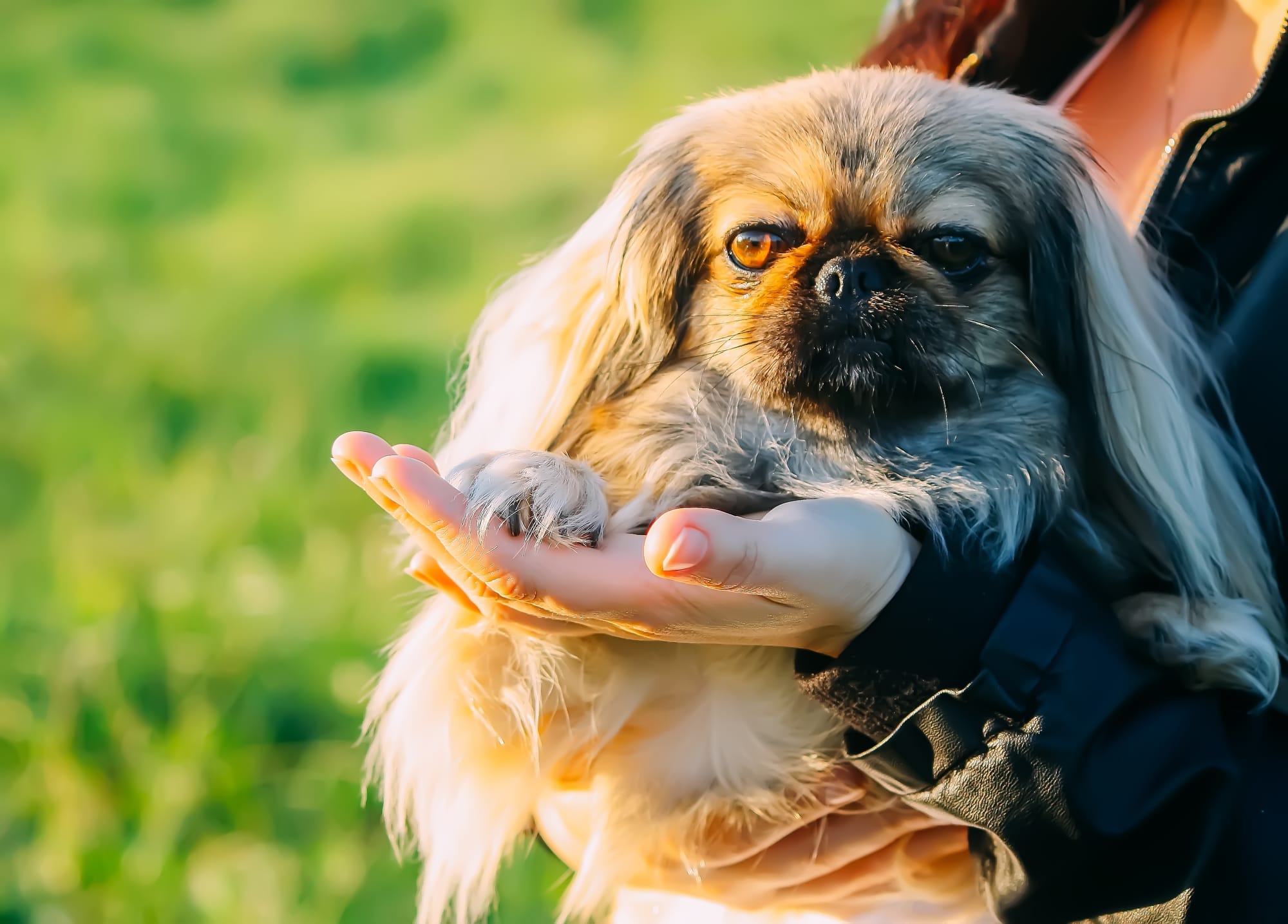 Tibetan Spaniel