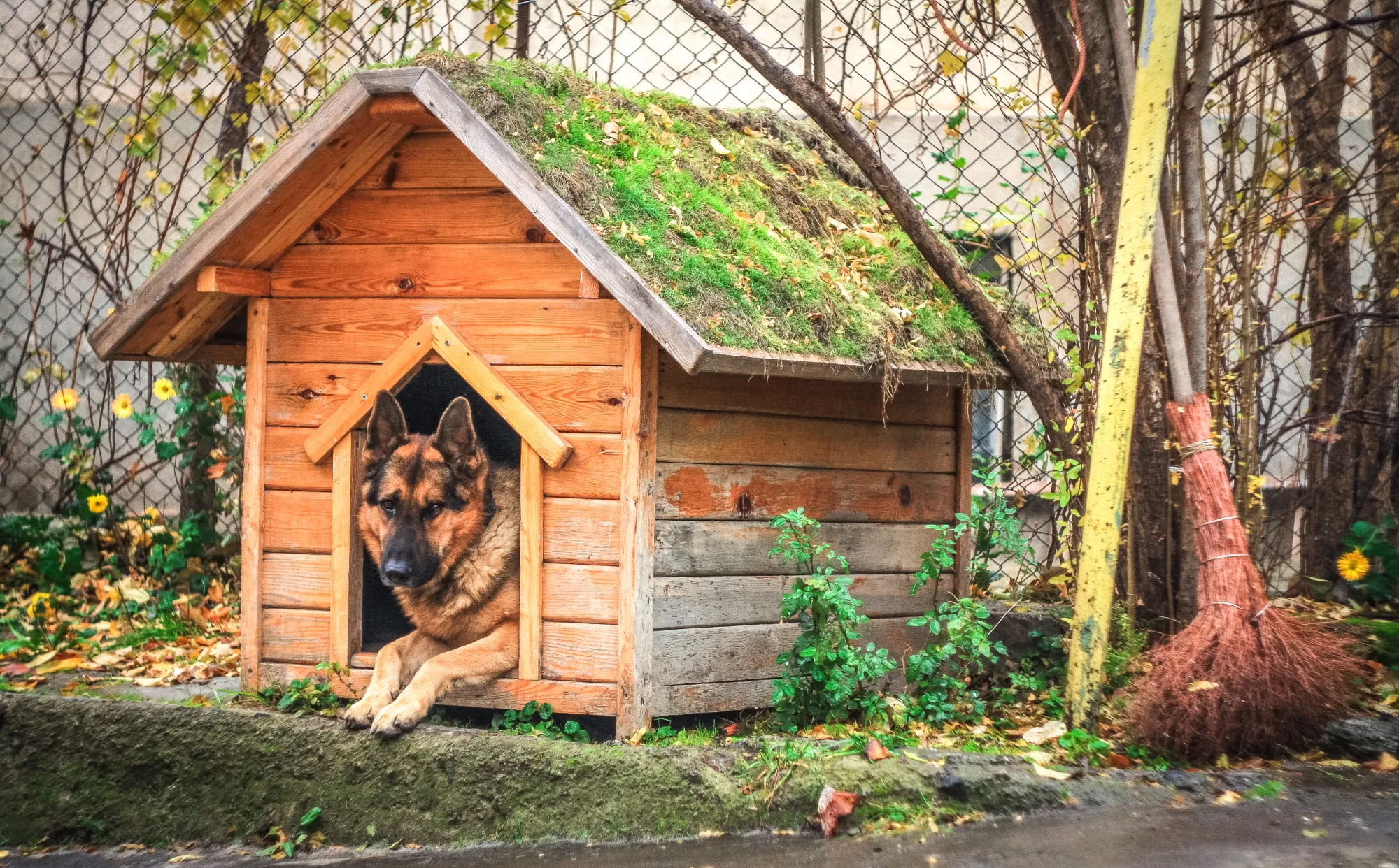 Big Dog Kennels for Outside