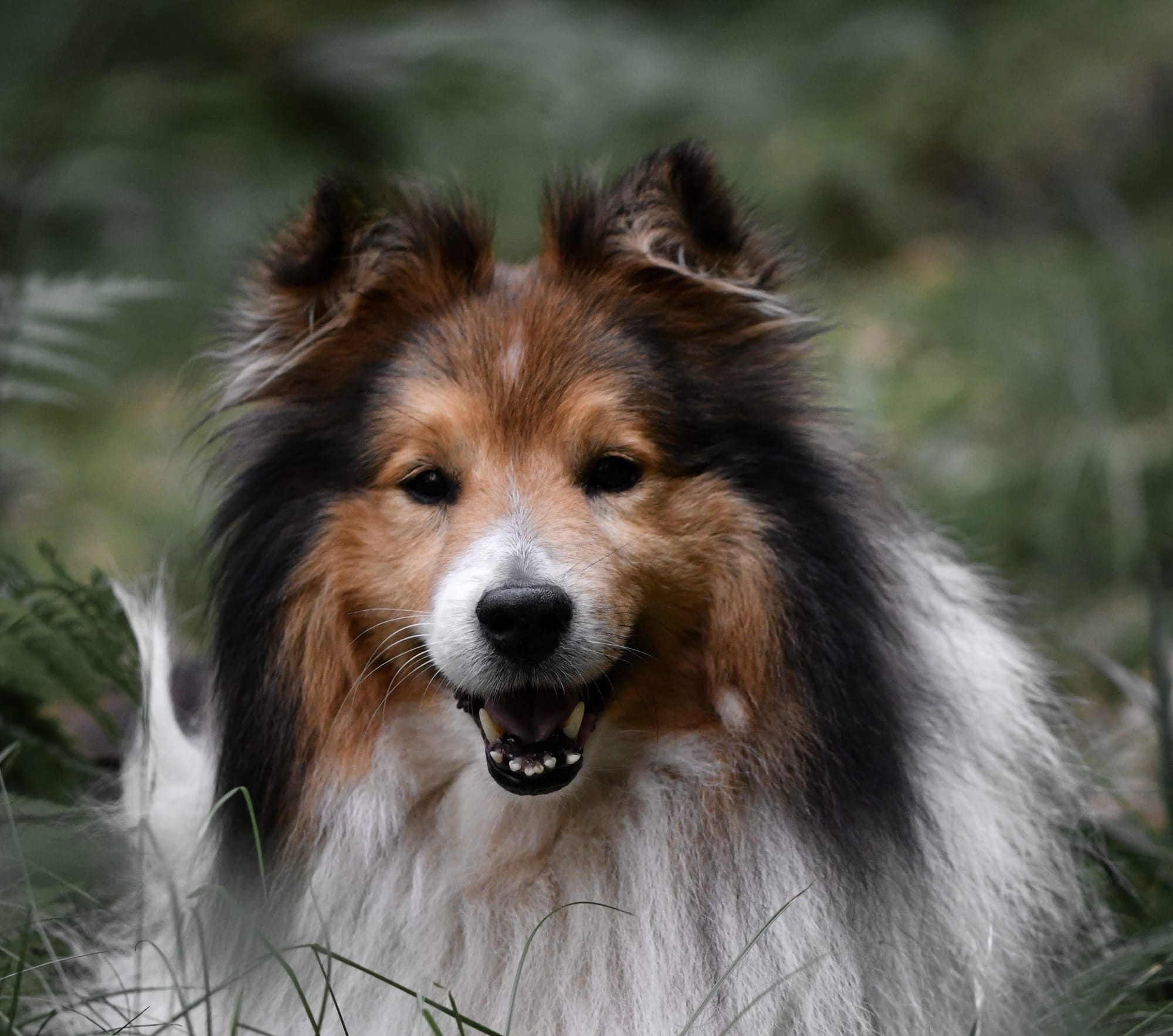 Do Shetland Sheepdogs Shed?