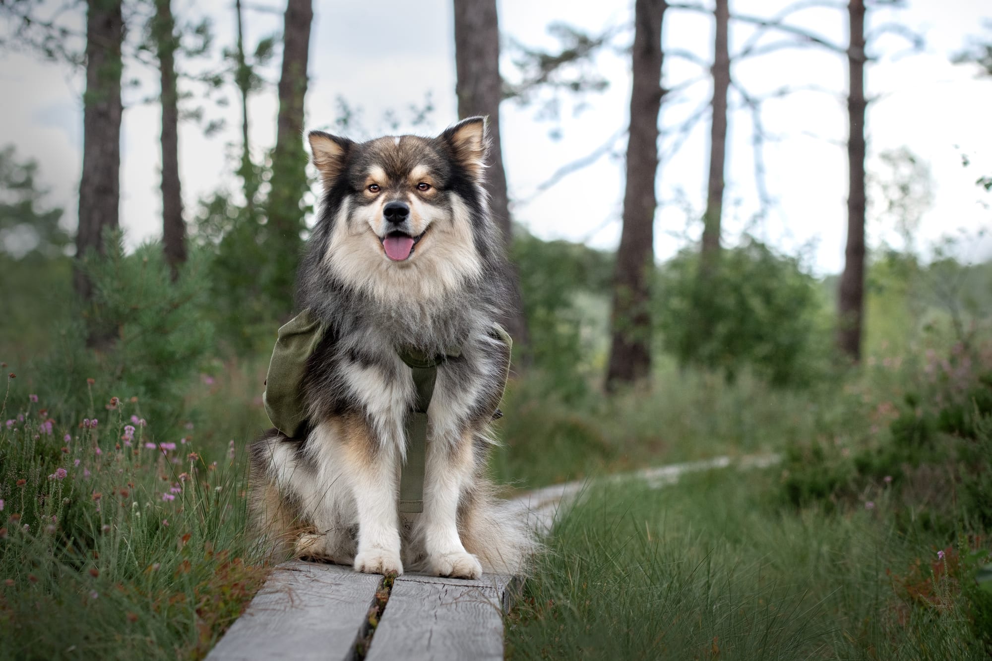 Can Pomsky Be AKC Registered
