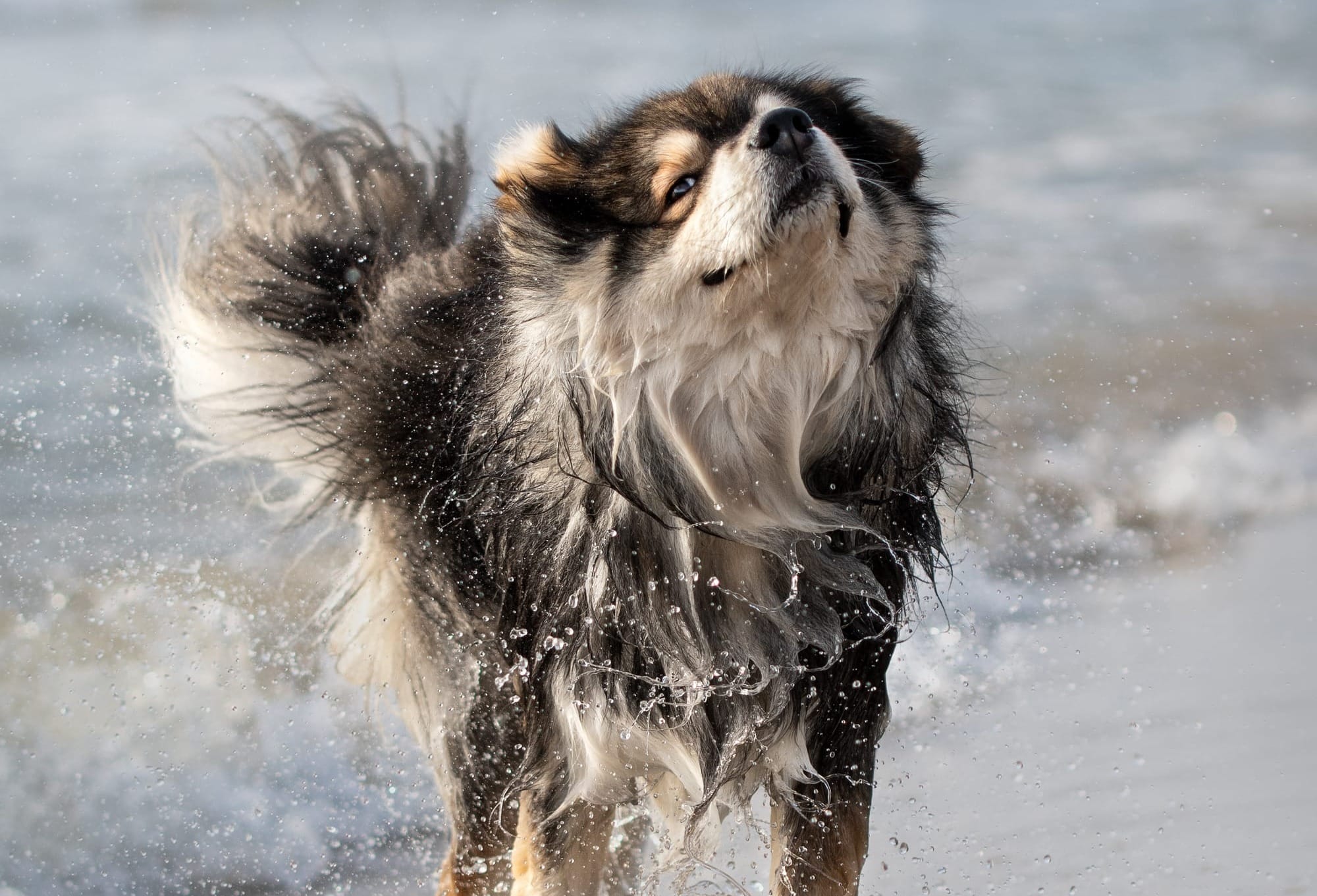 Can Pomskies Swim