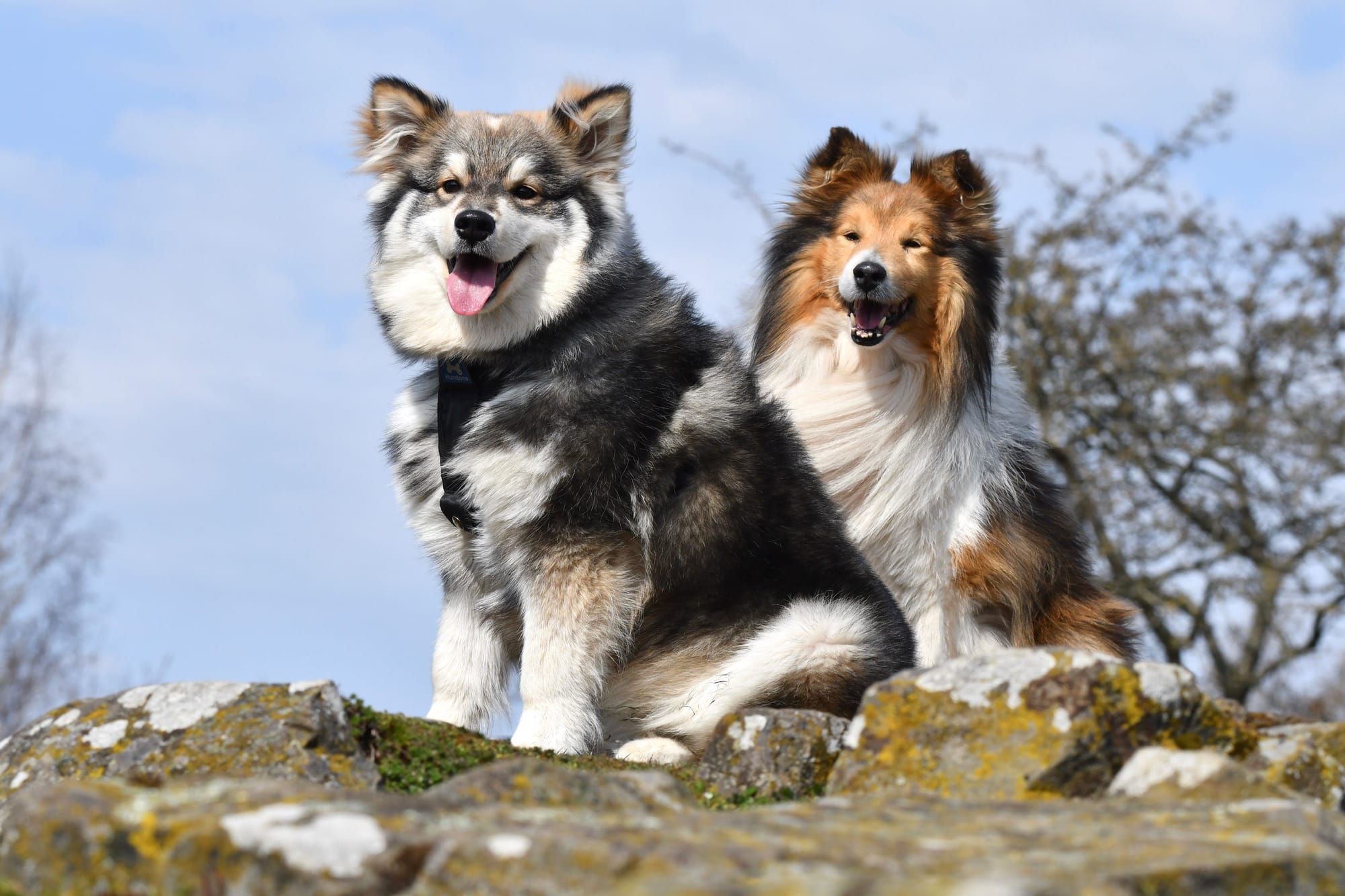 Where Are Shetland Sheepdogs From