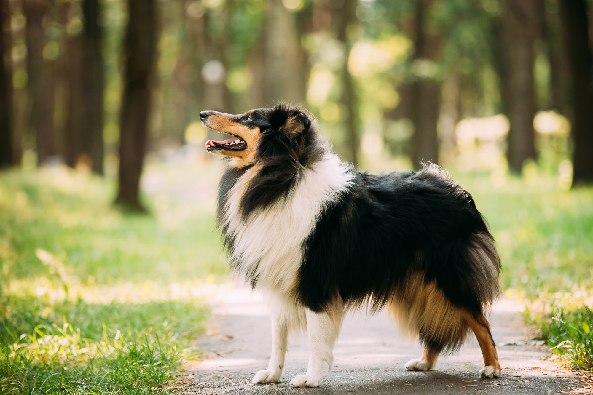 Can Collies Be Aggressive