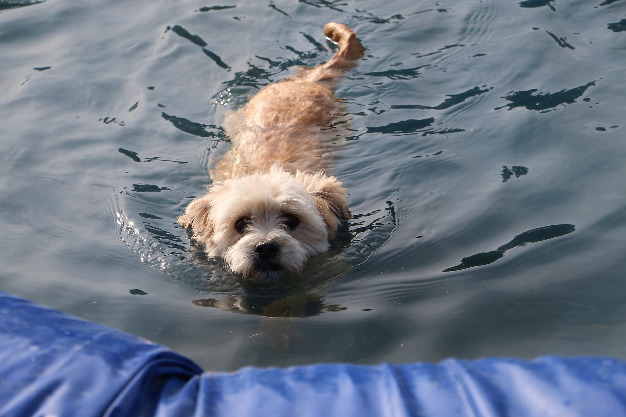 Can Bichon Frise Swim
