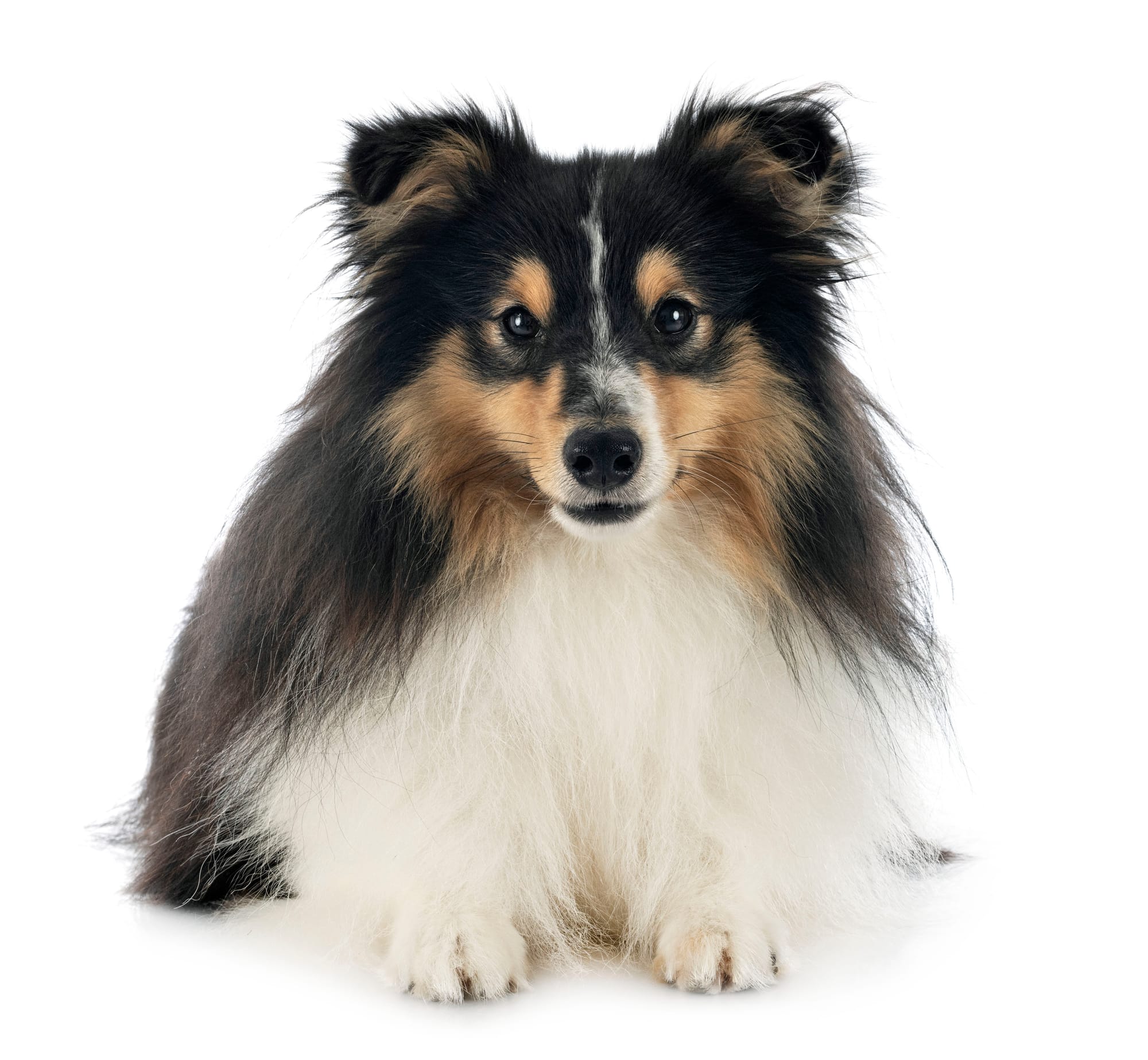 How Much Are Shetland Sheepdog Puppies
