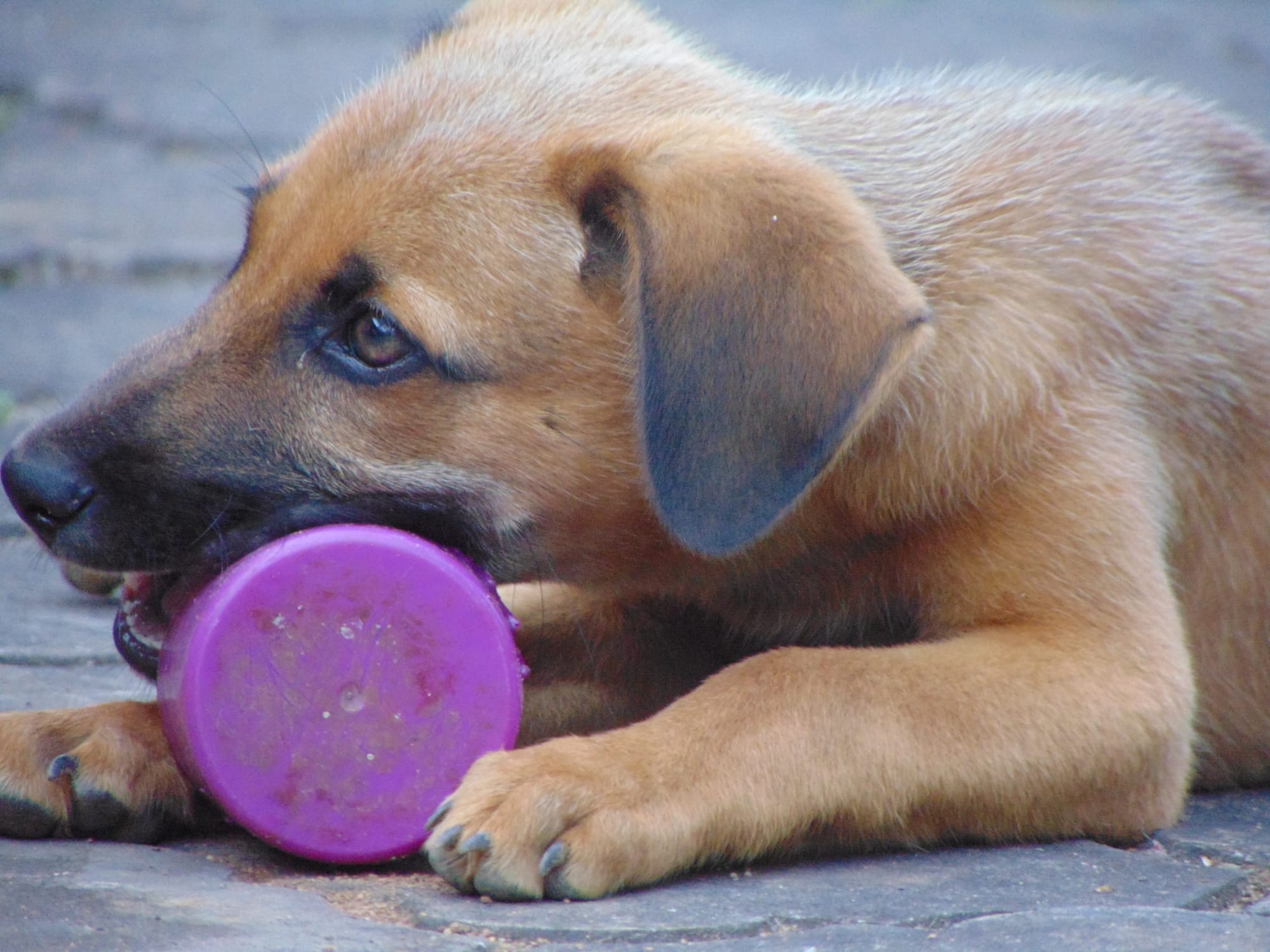Toys for Teething Puppies