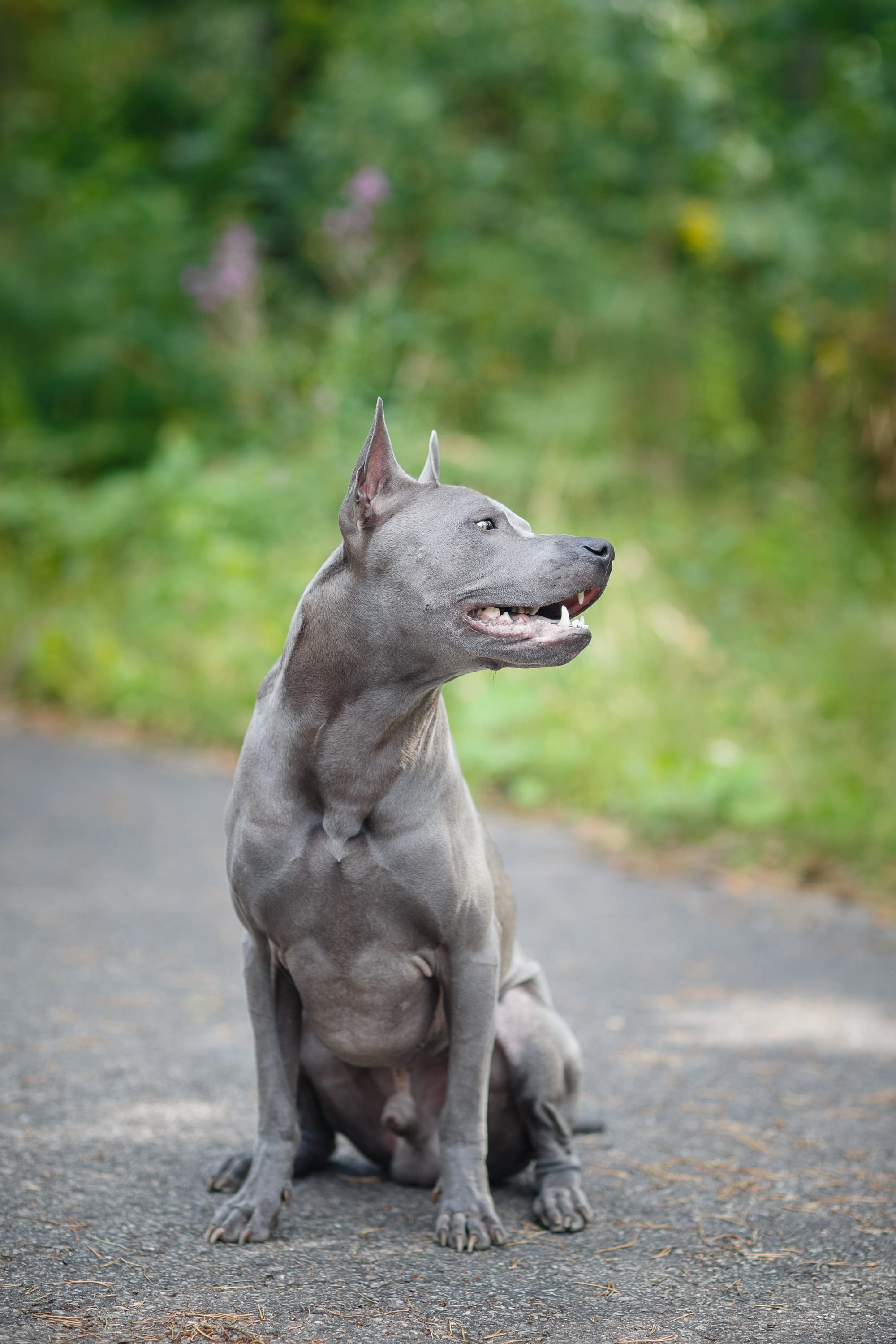 Thai Ridgeback
