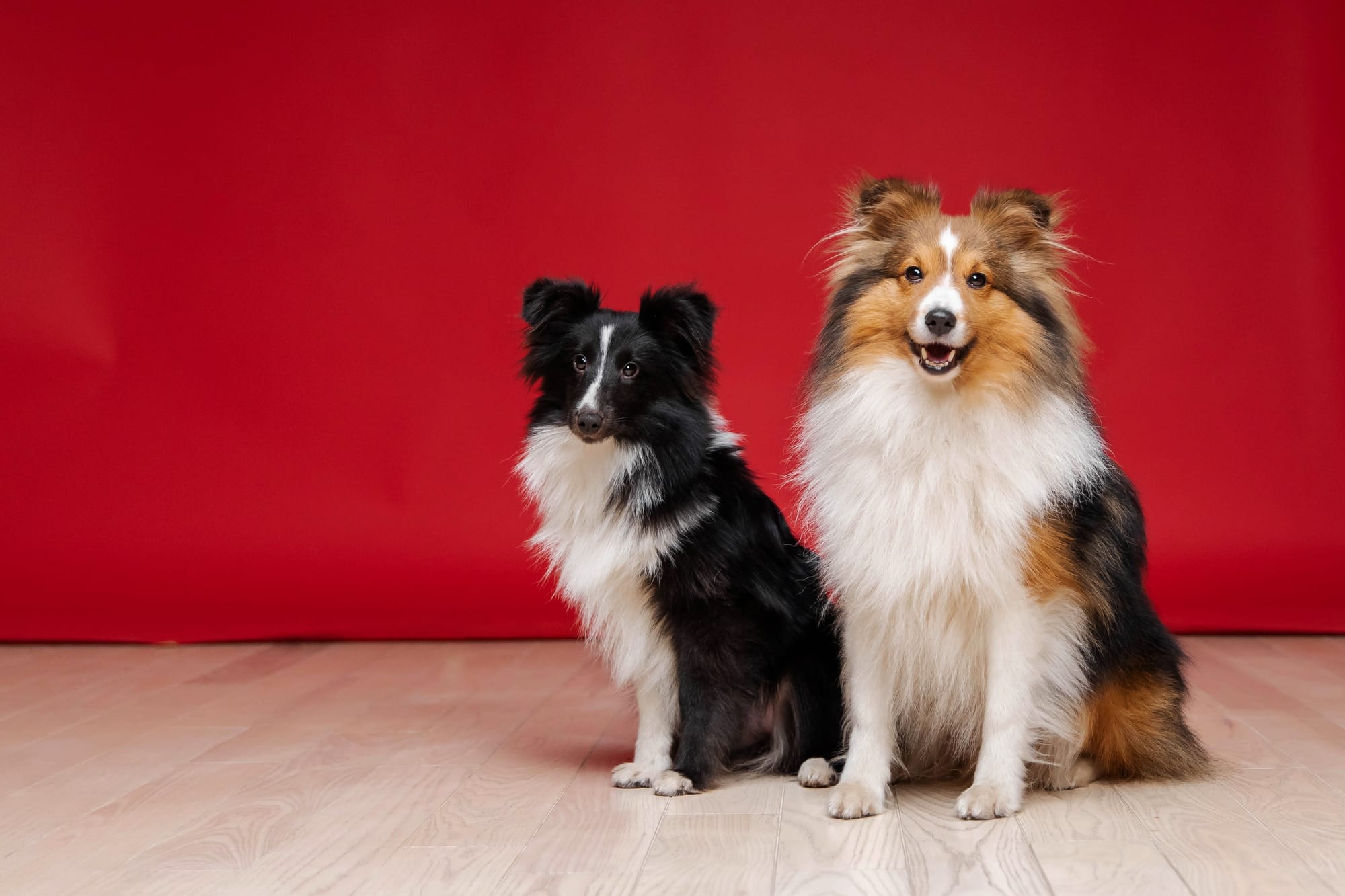 Can Shetland Sheepdogs Live in Apartments