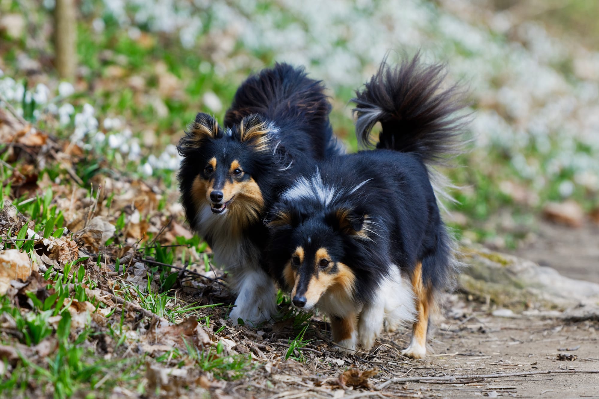 Do Shetland Sheepdogs Bark a Lot