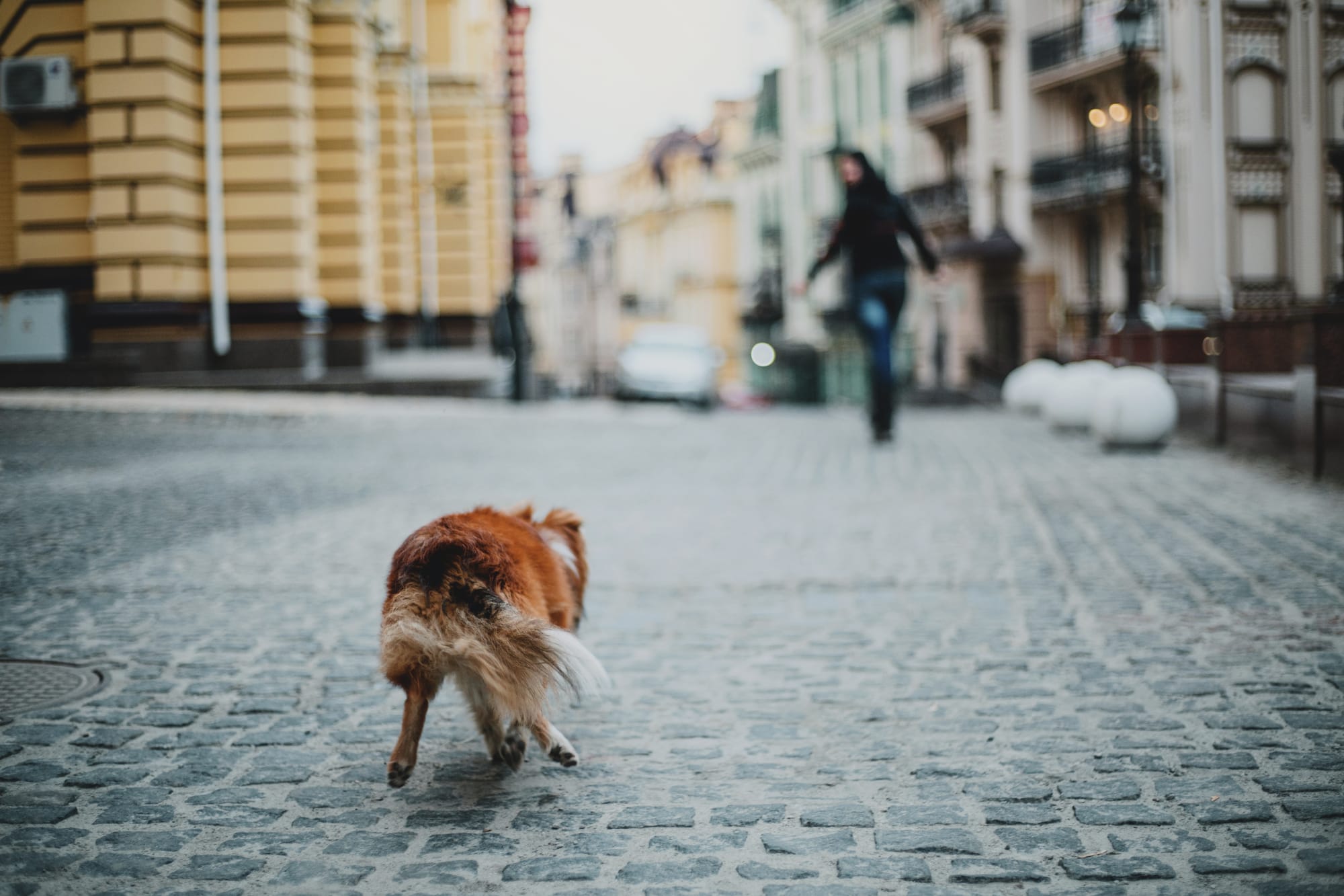 Why Does My Dog Follow Me Everywhere?