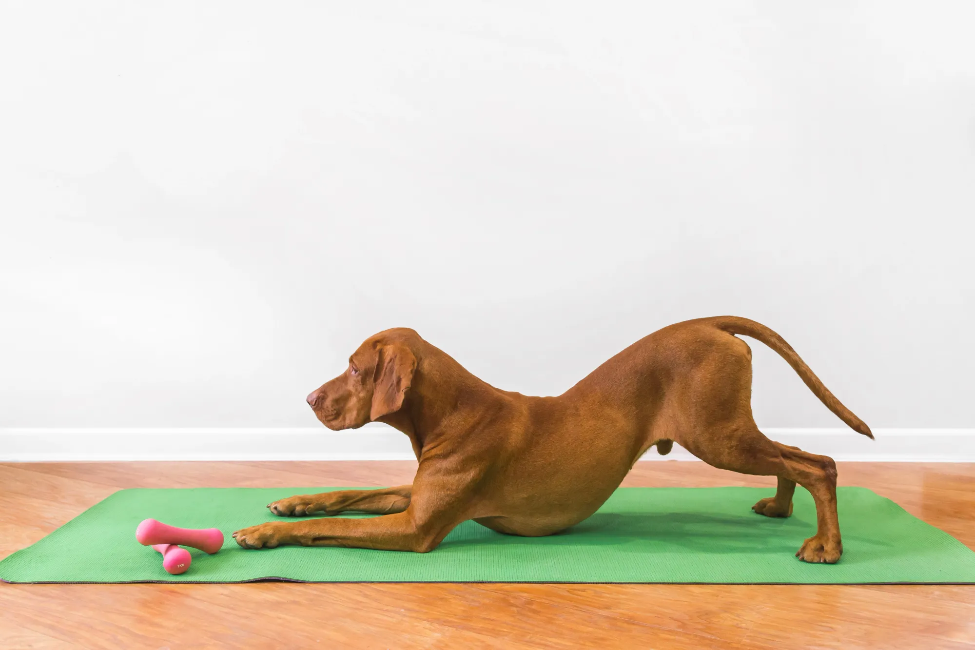 Dog Bowing