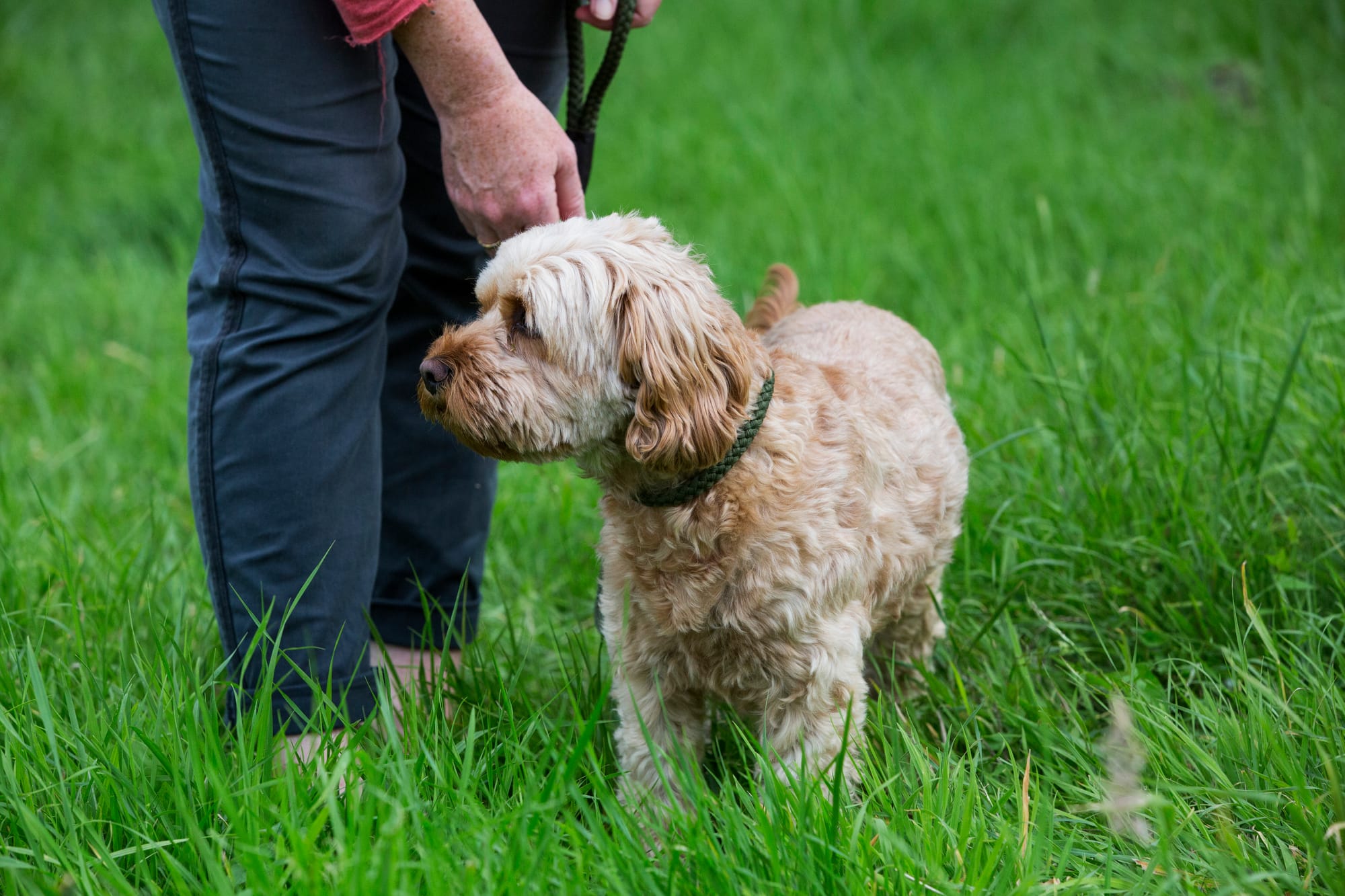 Are Cockapoo Barkers