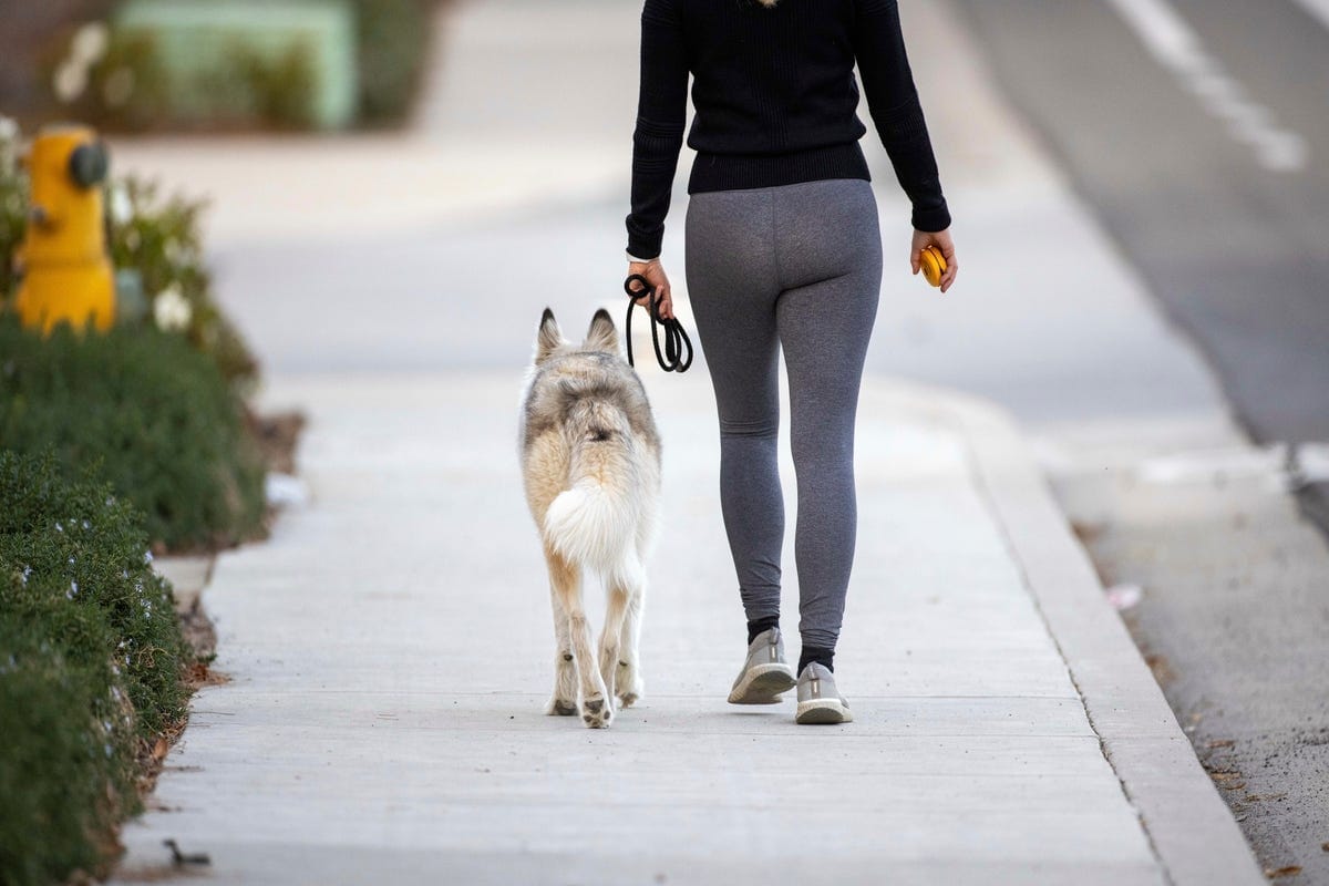 Best Dogs For Single Women
