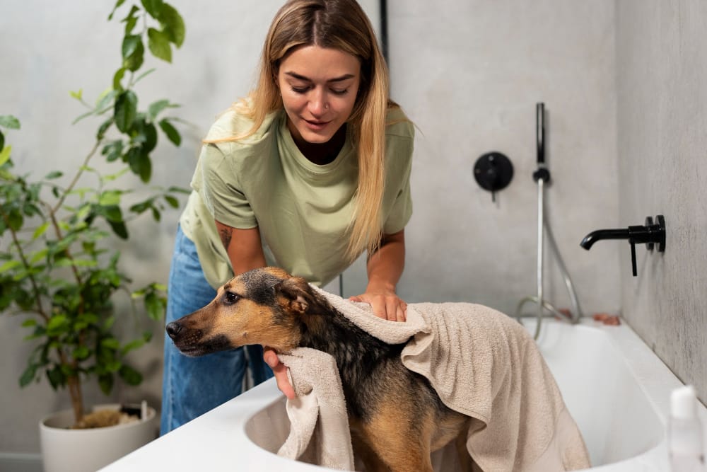 Can I Bathe My Dog Everyday?
