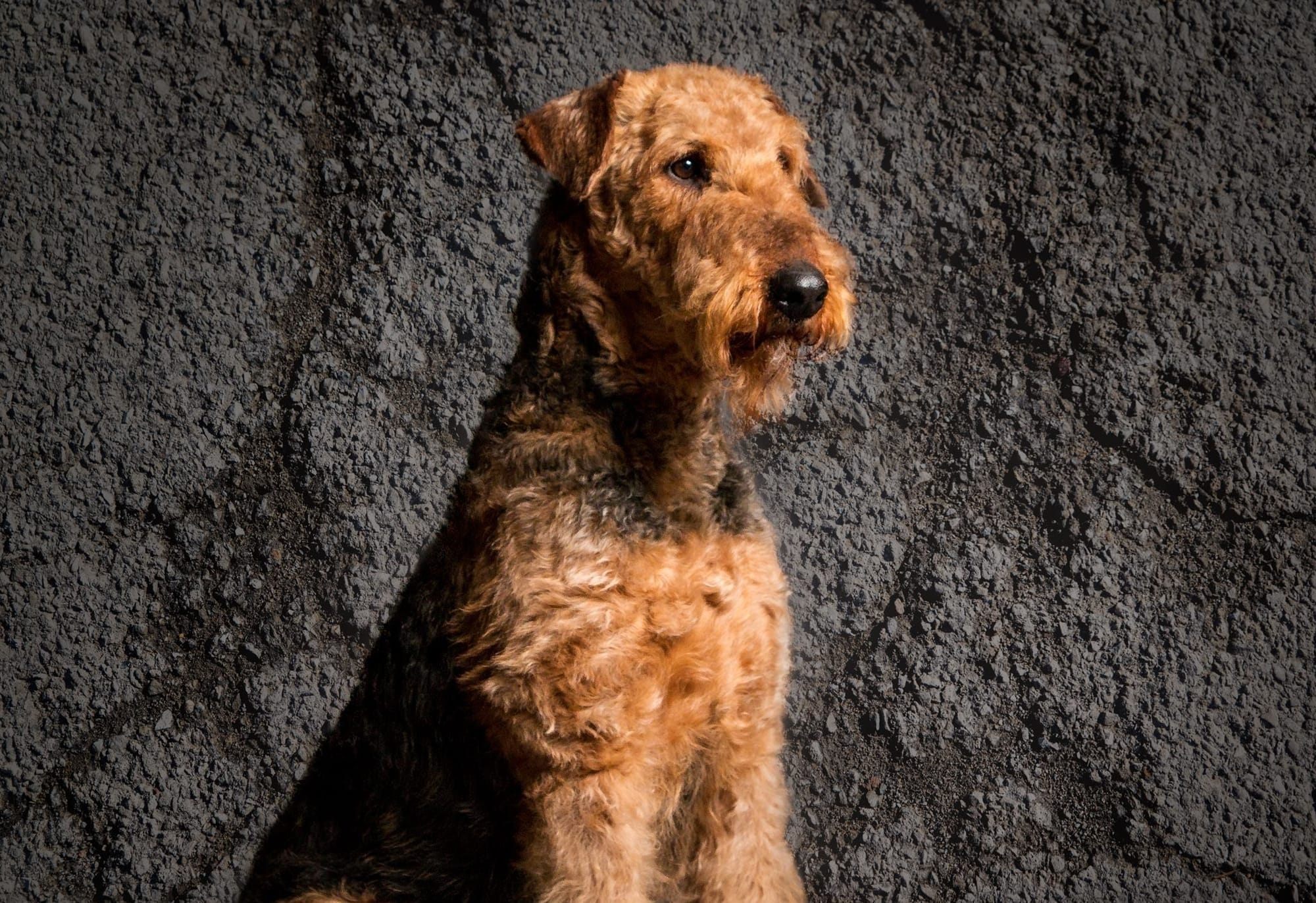 Can Airedale Terriers Be Left Alone?