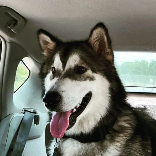 Rescue Spotlight: Mid Missouri Malamute Rescue (DBA Decator's Place)