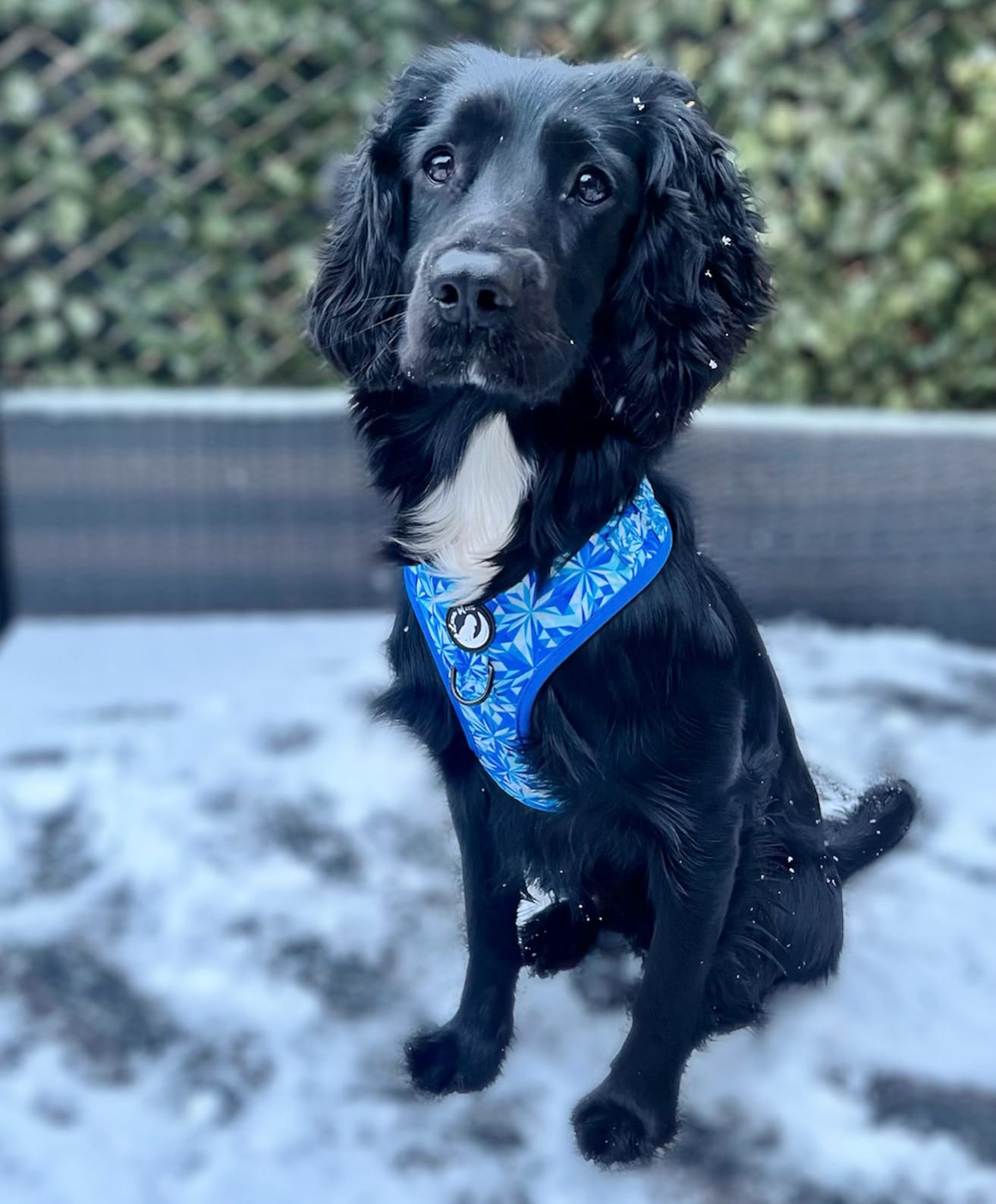 DOGFLUENCERS: Meet Etti & Ember, A Dynamic Duo's Journey to Social Media Stardom