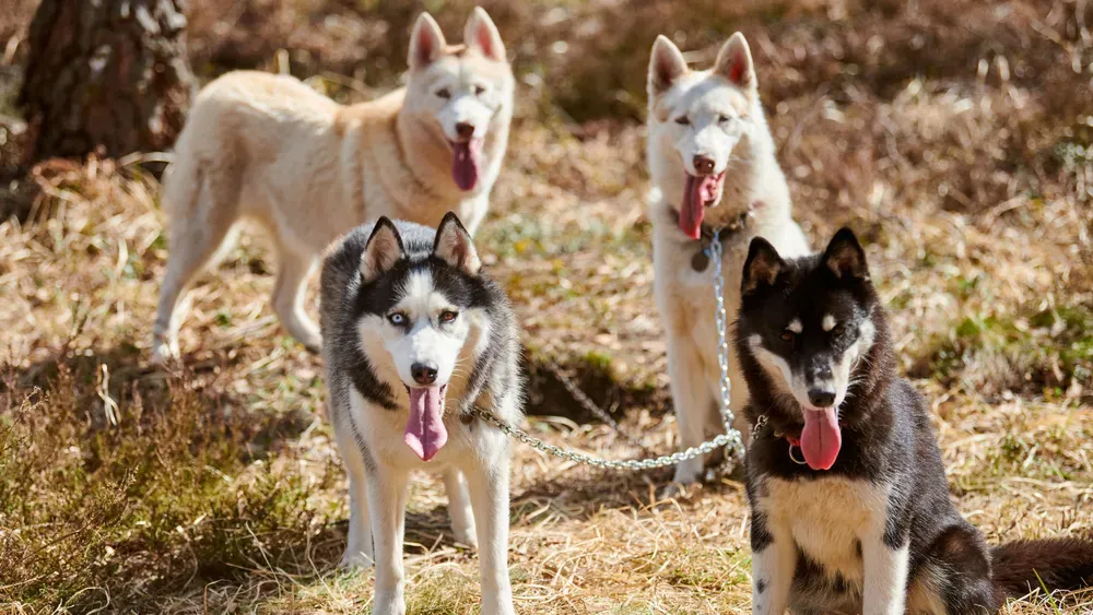 Exploring The Fascinating World Of The Asian Hunting Dog
