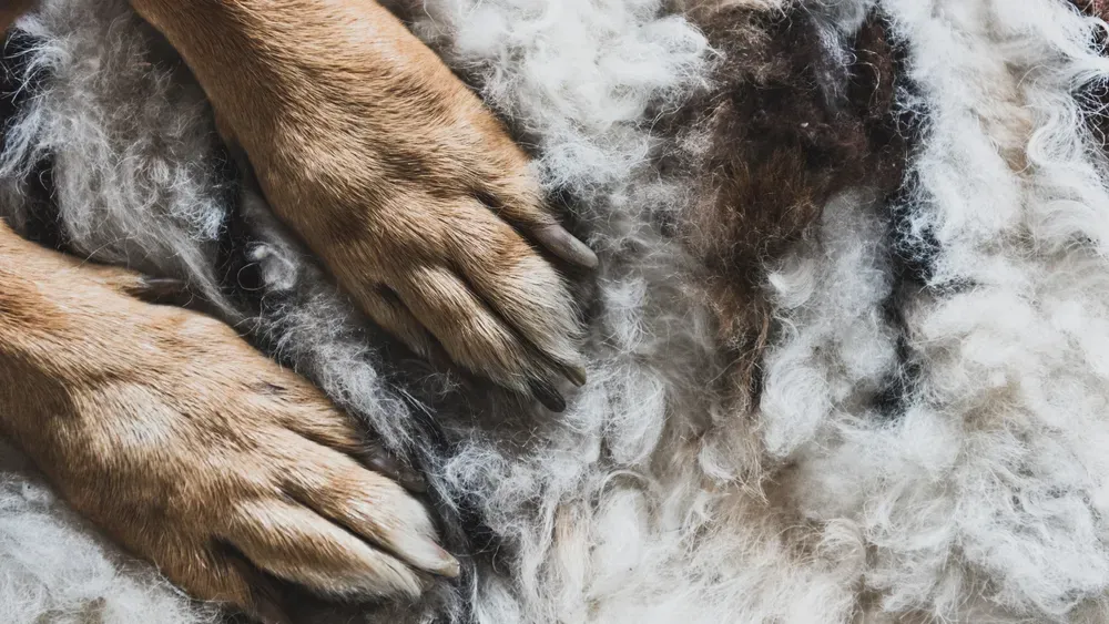 Discovering Dog Paw Growths