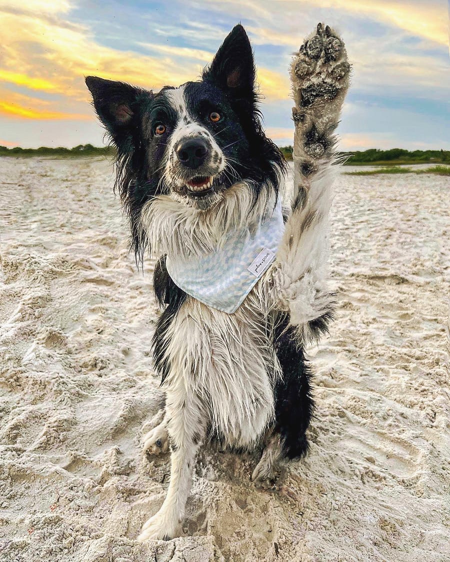 DOGFLUENCERS: Meet Raymond James, The Charismatic Canine Capturing Hearts Across Social Media