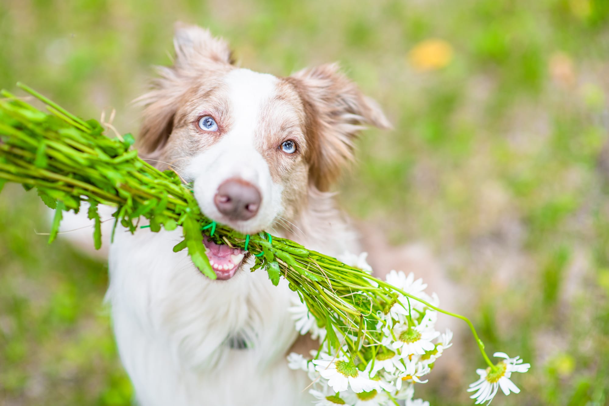 chamomile for dogs