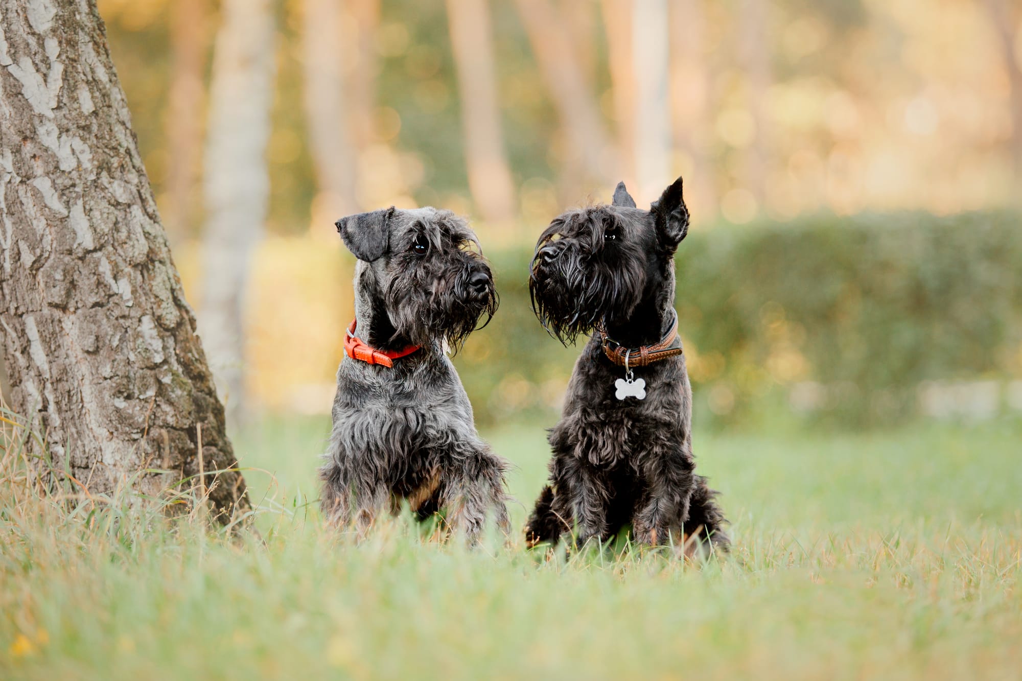 Best Collar for Schnauzers