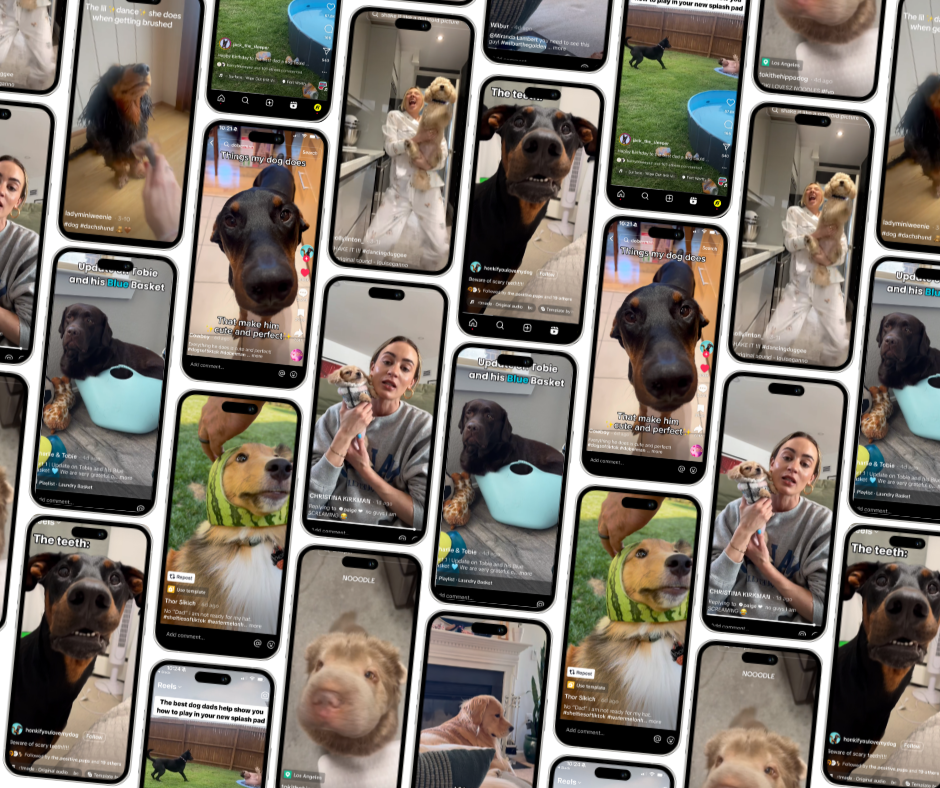 3/21/24: FI’S FAVORITE DOG VIDEOS OF THE WEEK