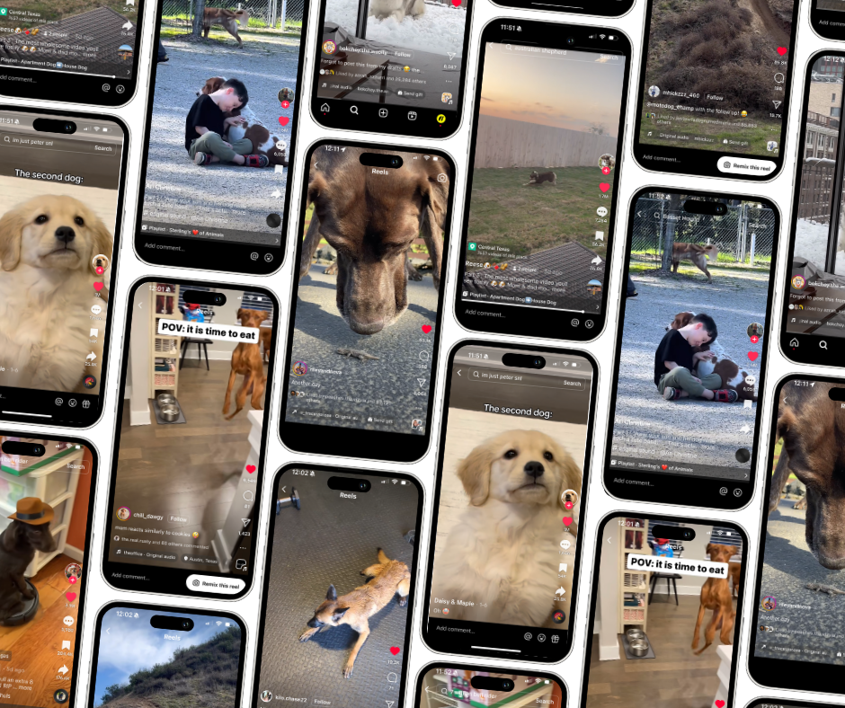 3/7/24: FI’S FAVORITE DOG VIDEOS OF THE WEEK