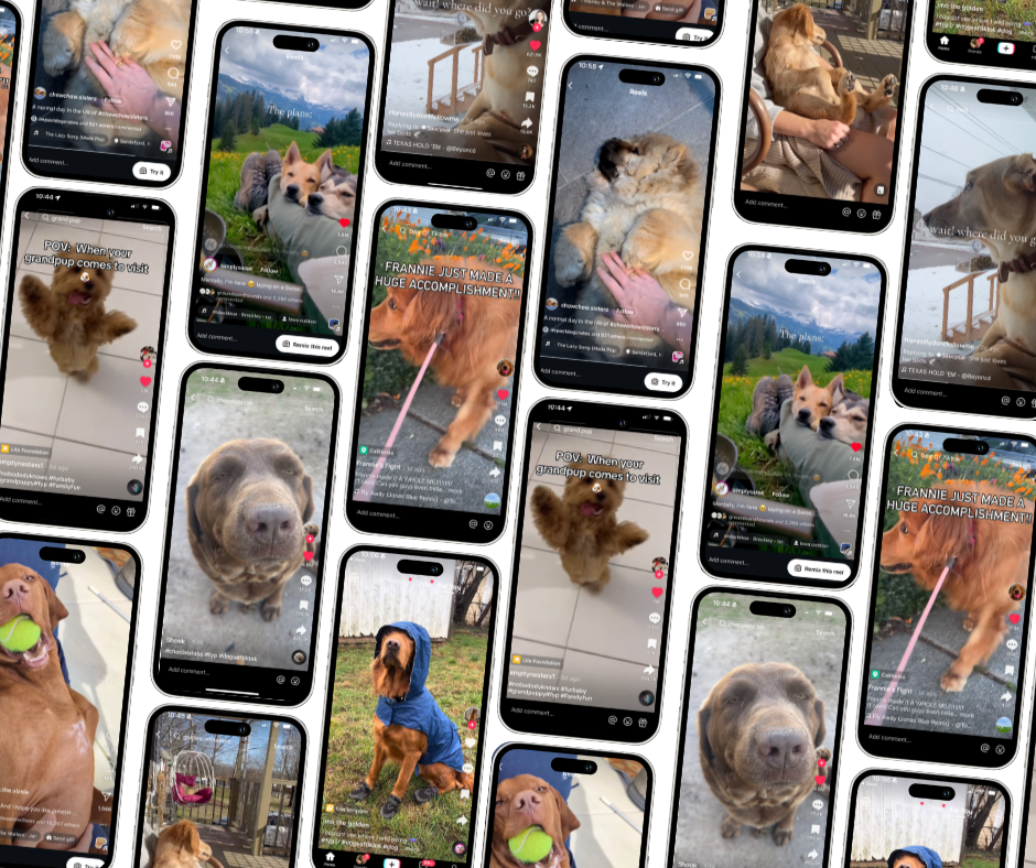 3/28/24: FI’S FAVORITE DOG VIDEOS OF THE WEEK