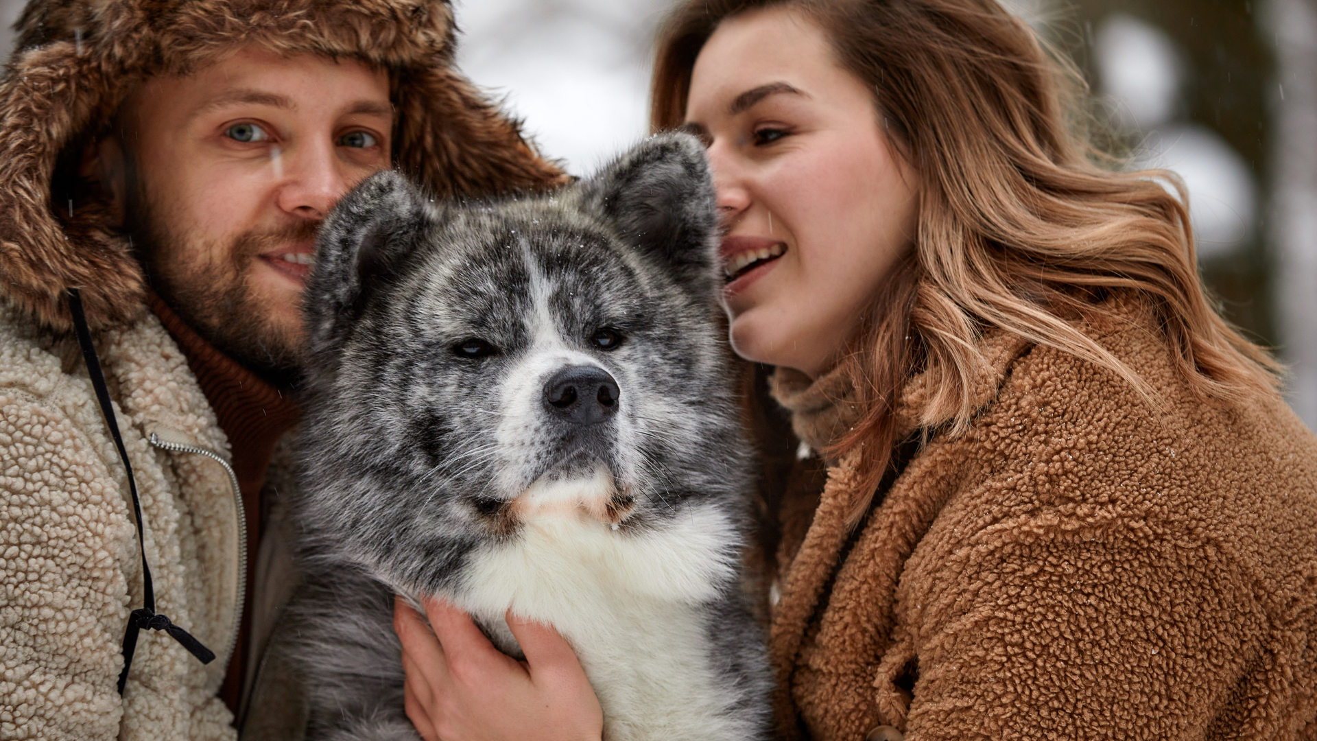 Blue Merle Chow