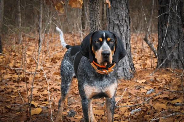 Training Bluetick Coonhounds