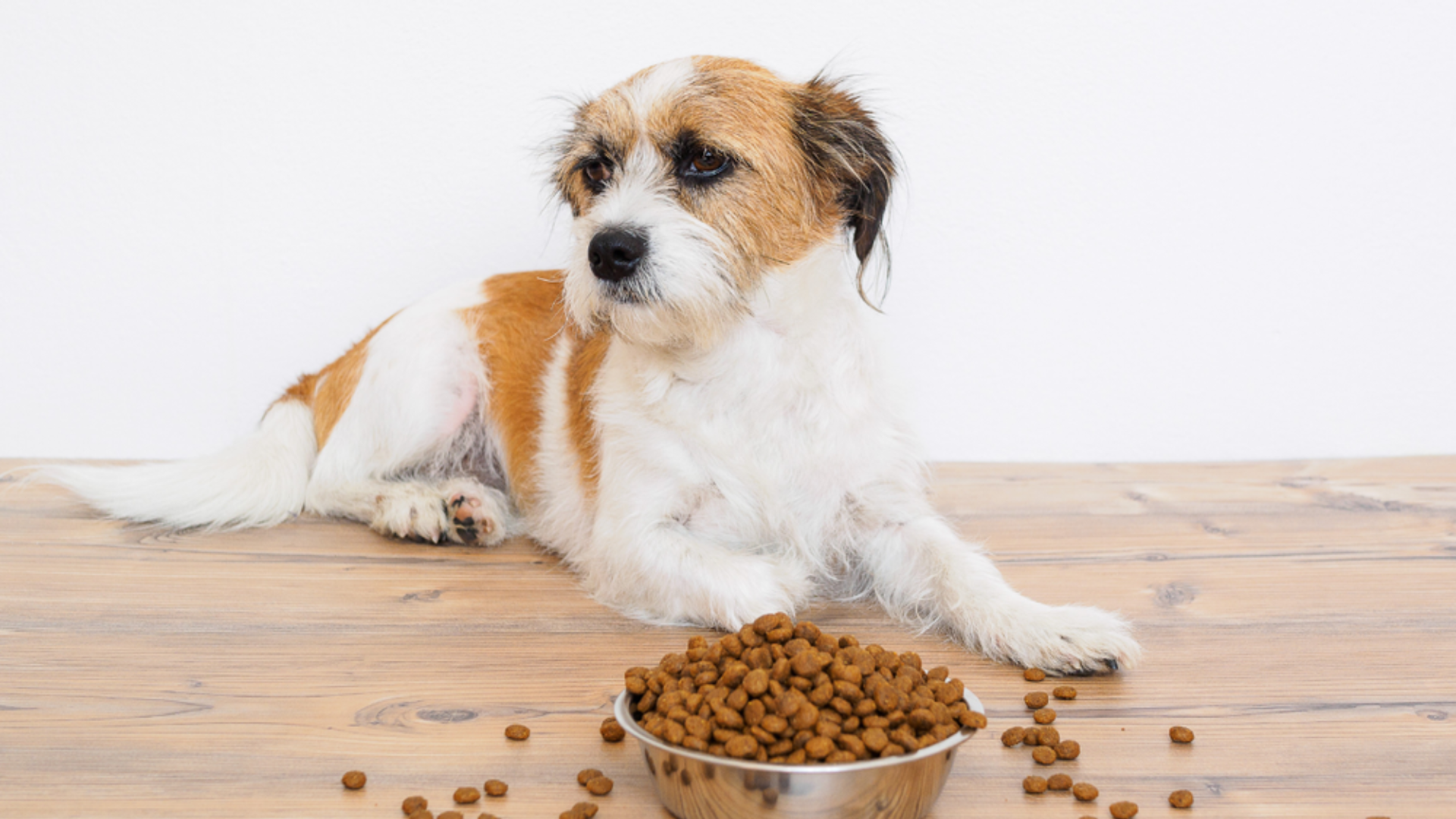 Calcium for Dogs