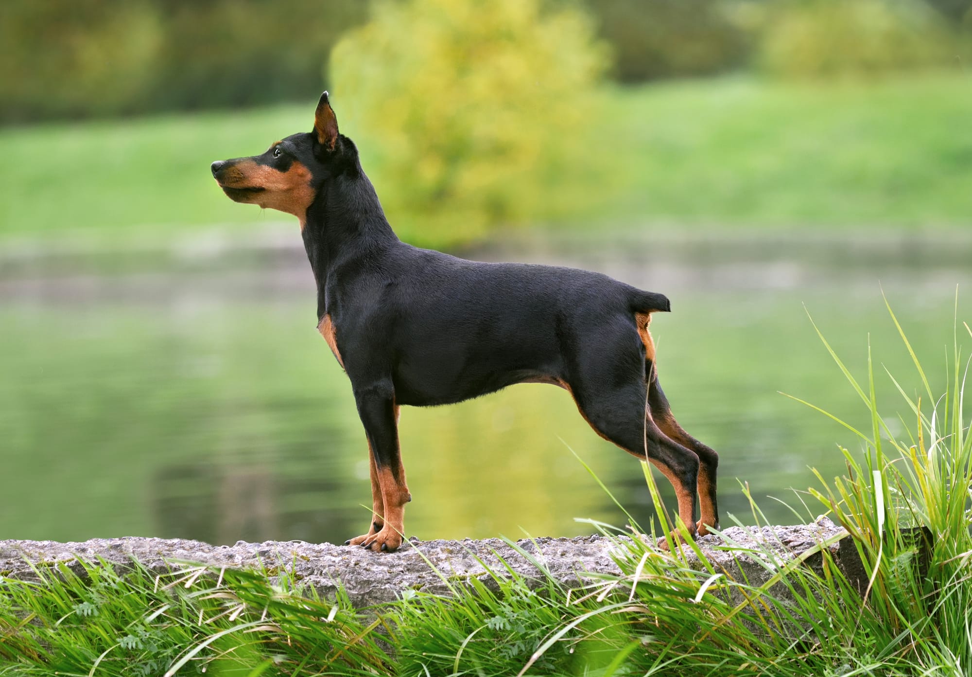 Can Miniature Pinschers Swim?