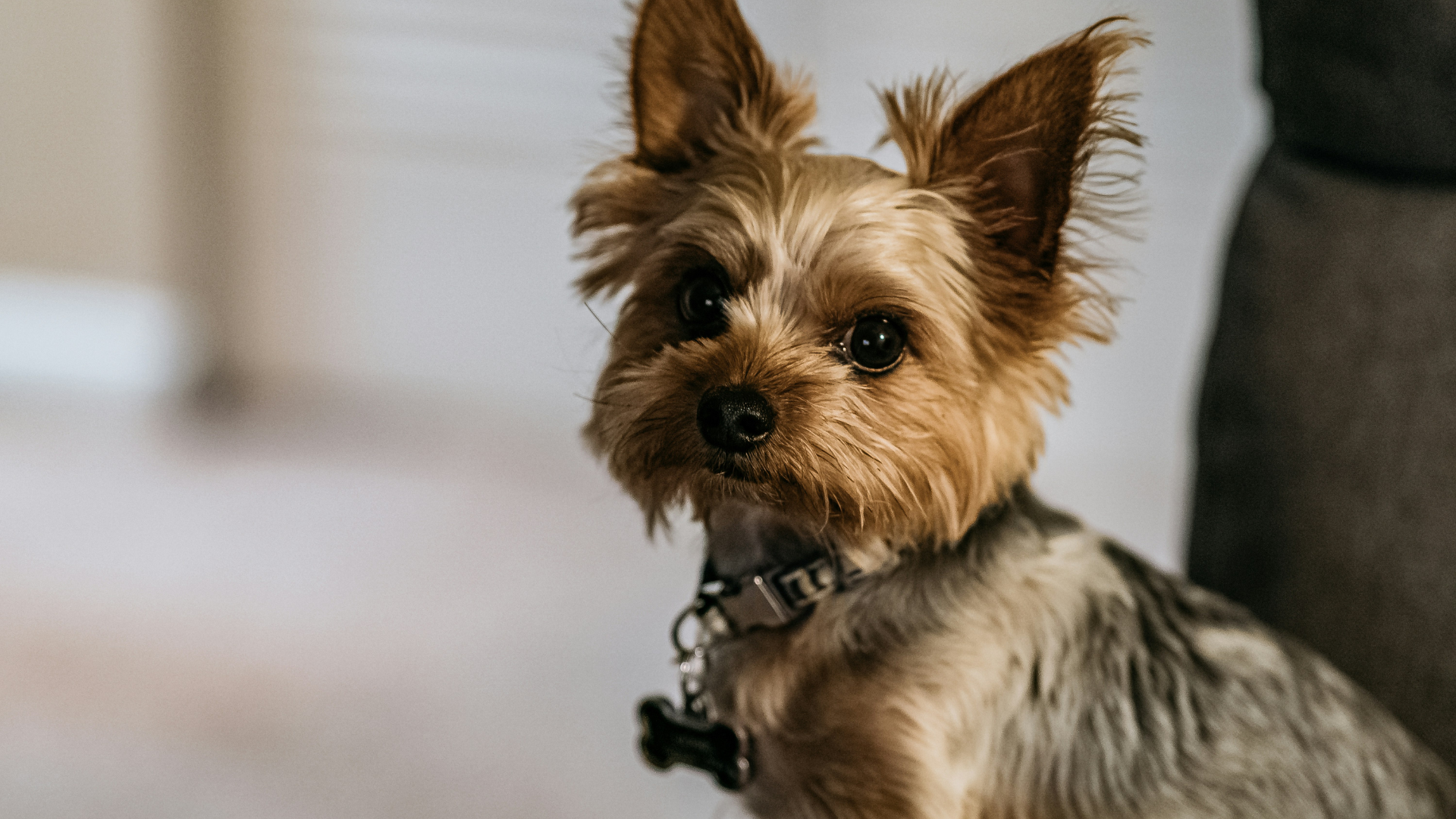 Can Small Dogs Be Service Dogs