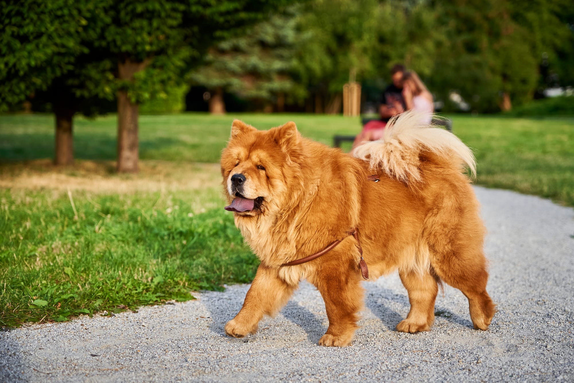 Most Independent Dog Breeds